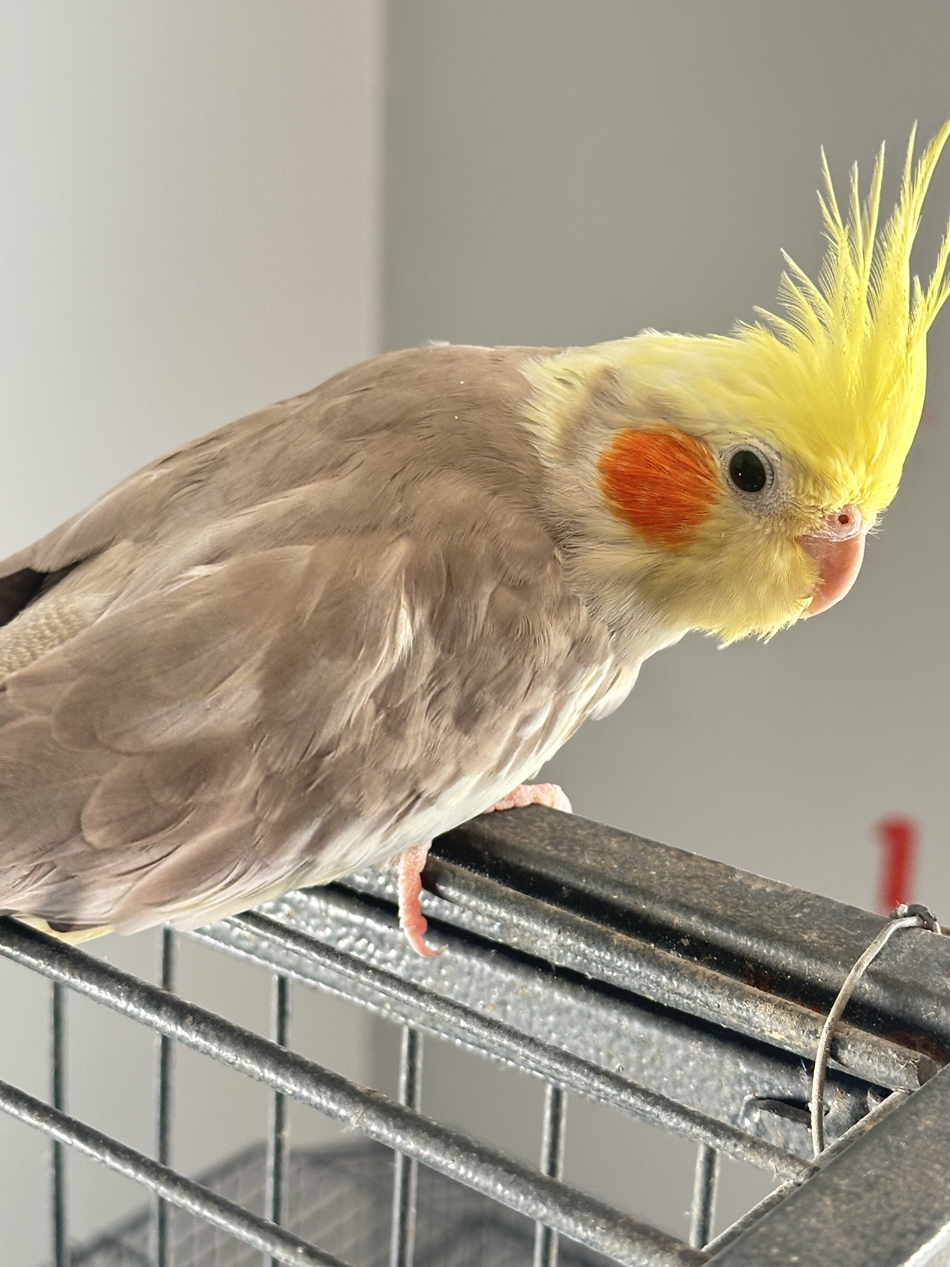 Cockatiels, male image 2