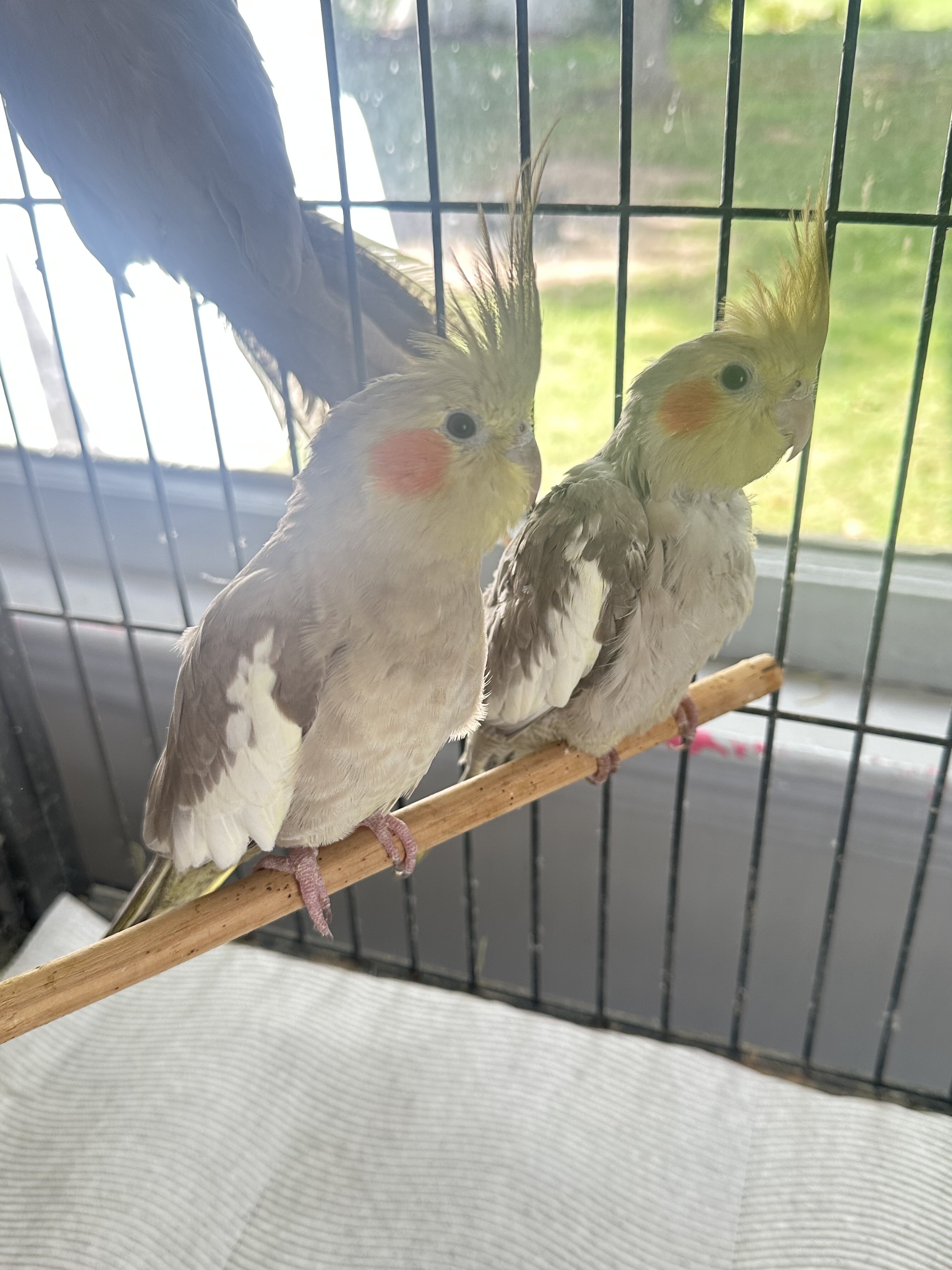 Cockatiels, male image 1