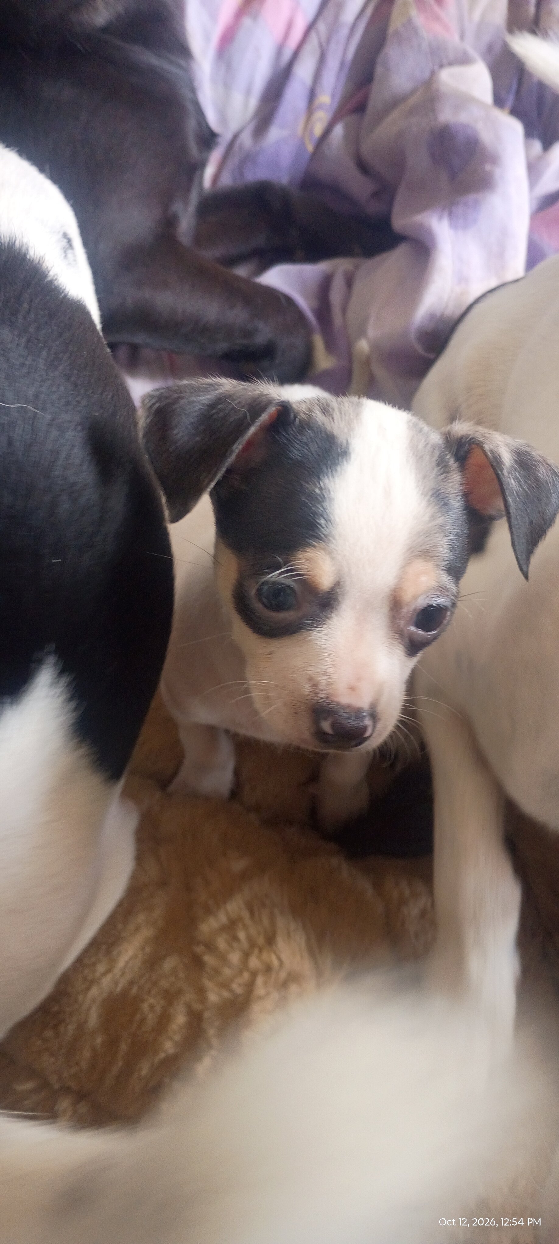 Chihuahua & mixed pup available to loving home image 1