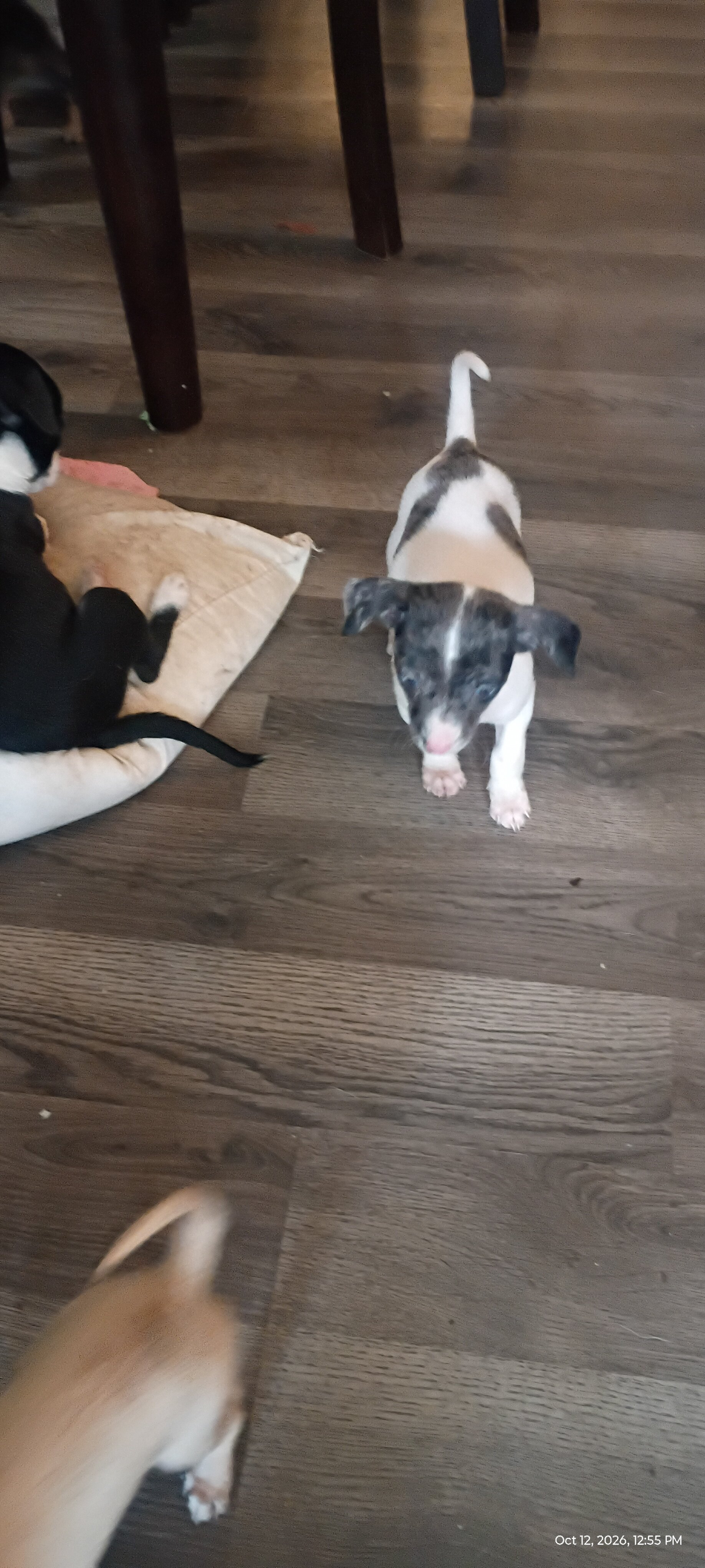 Chihuahua & mixed pup available to loving home image 2