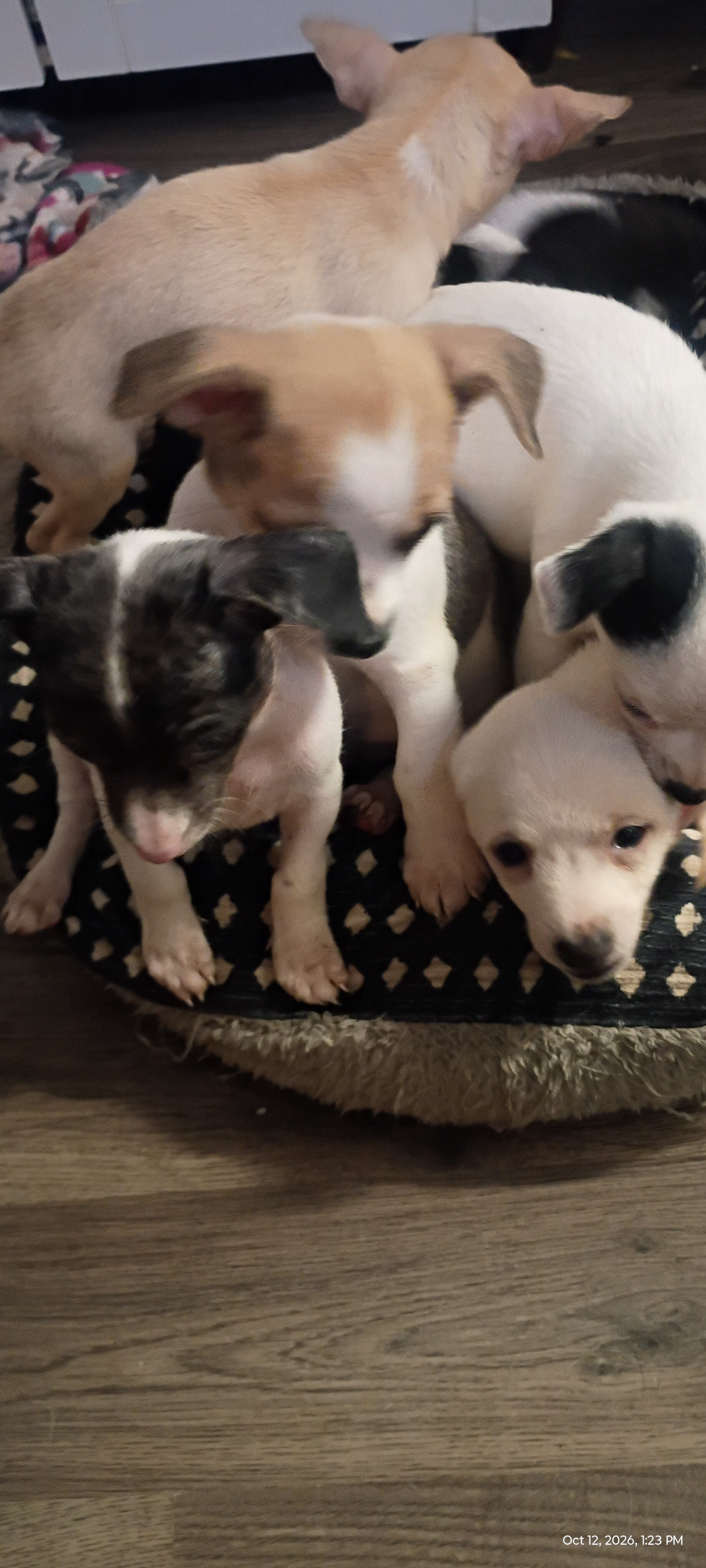 Chihuahua & mixed pup available to loving home image 3