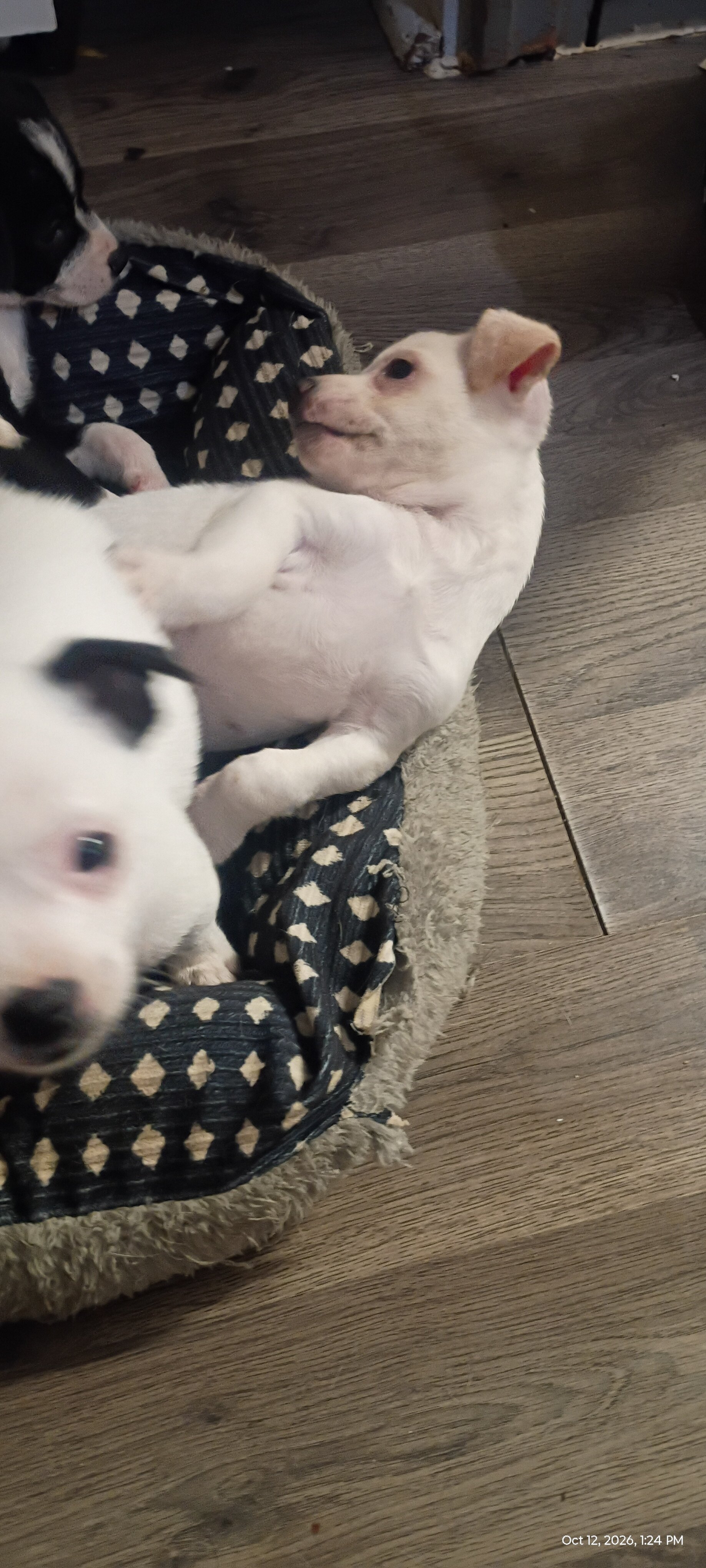 Chihuahua & mixed pup available to loving home image 4