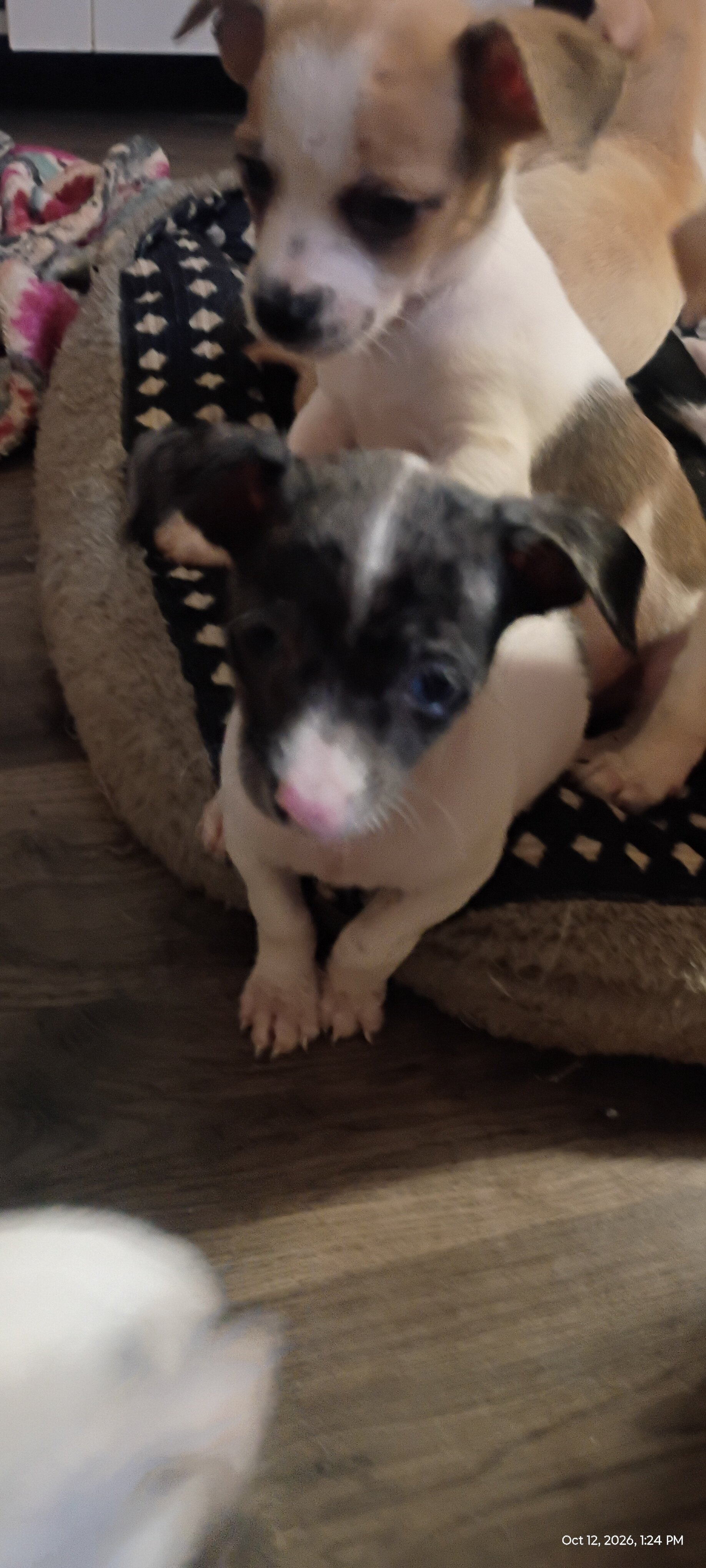 Chihuahua & mixed pup available to loving home image 5
