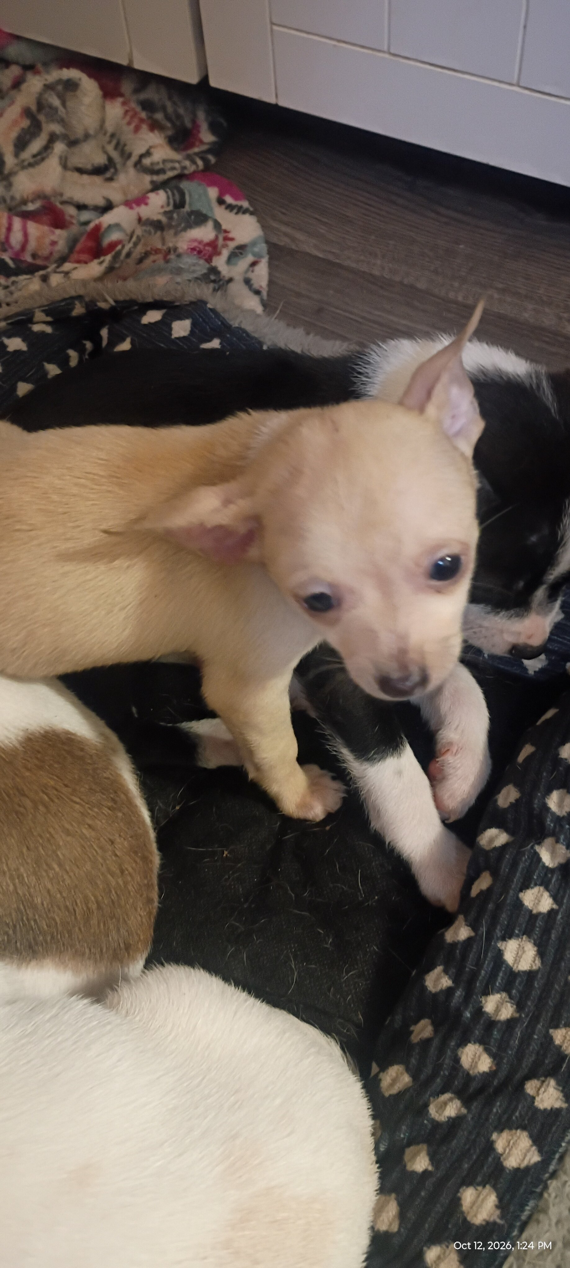 Chihuahua & mixed pup available to loving home image 6