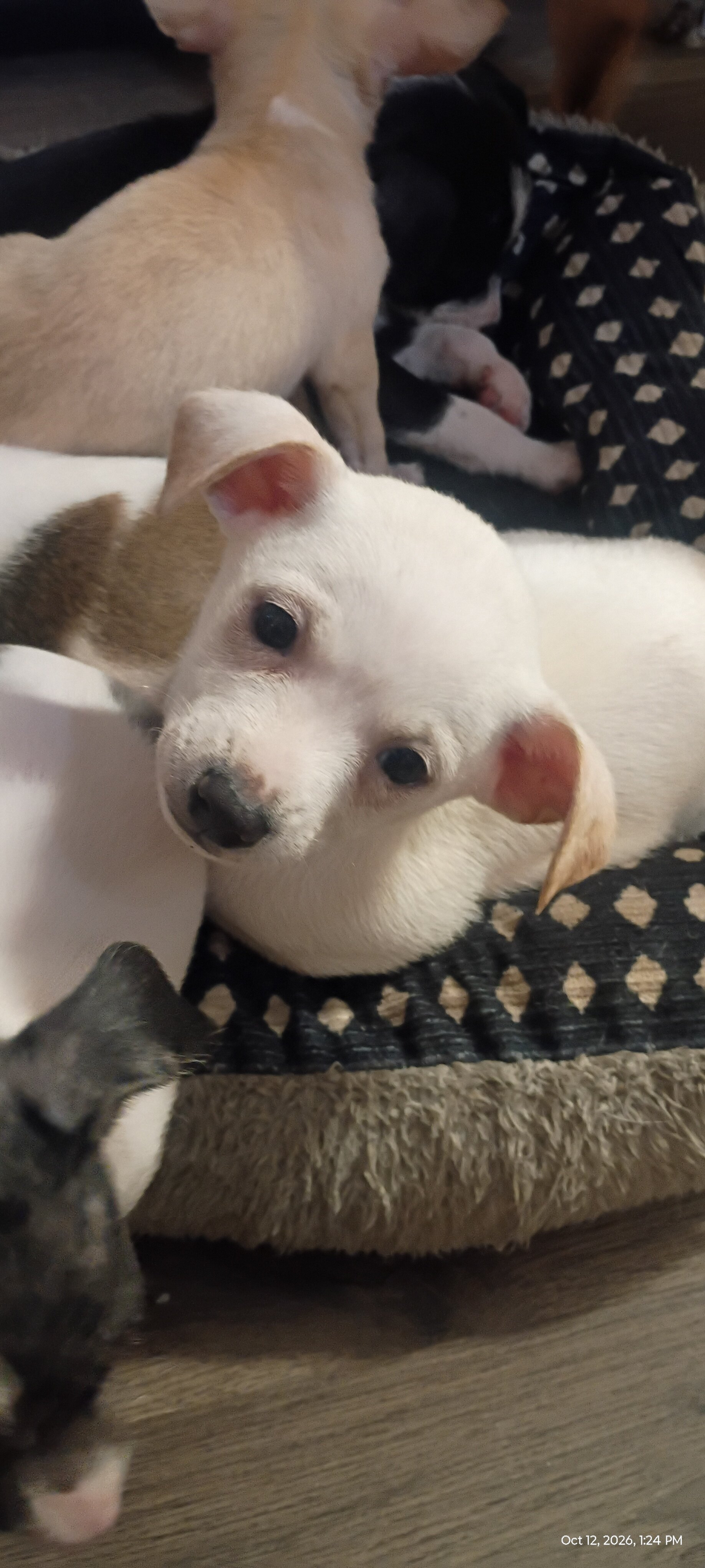 Chihuahua & mixed pup available to loving home image 7