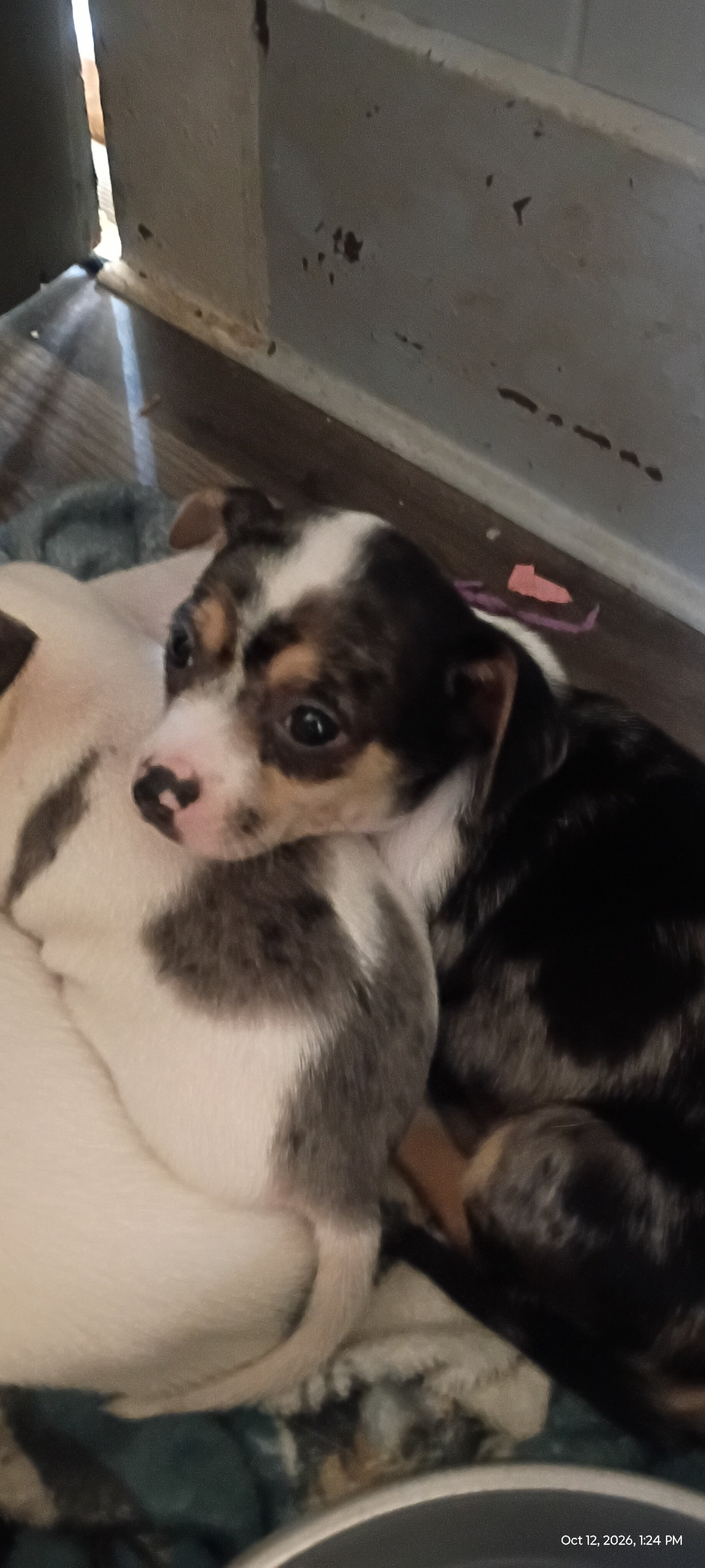 Chihuahua & mixed pup available to loving home image 8