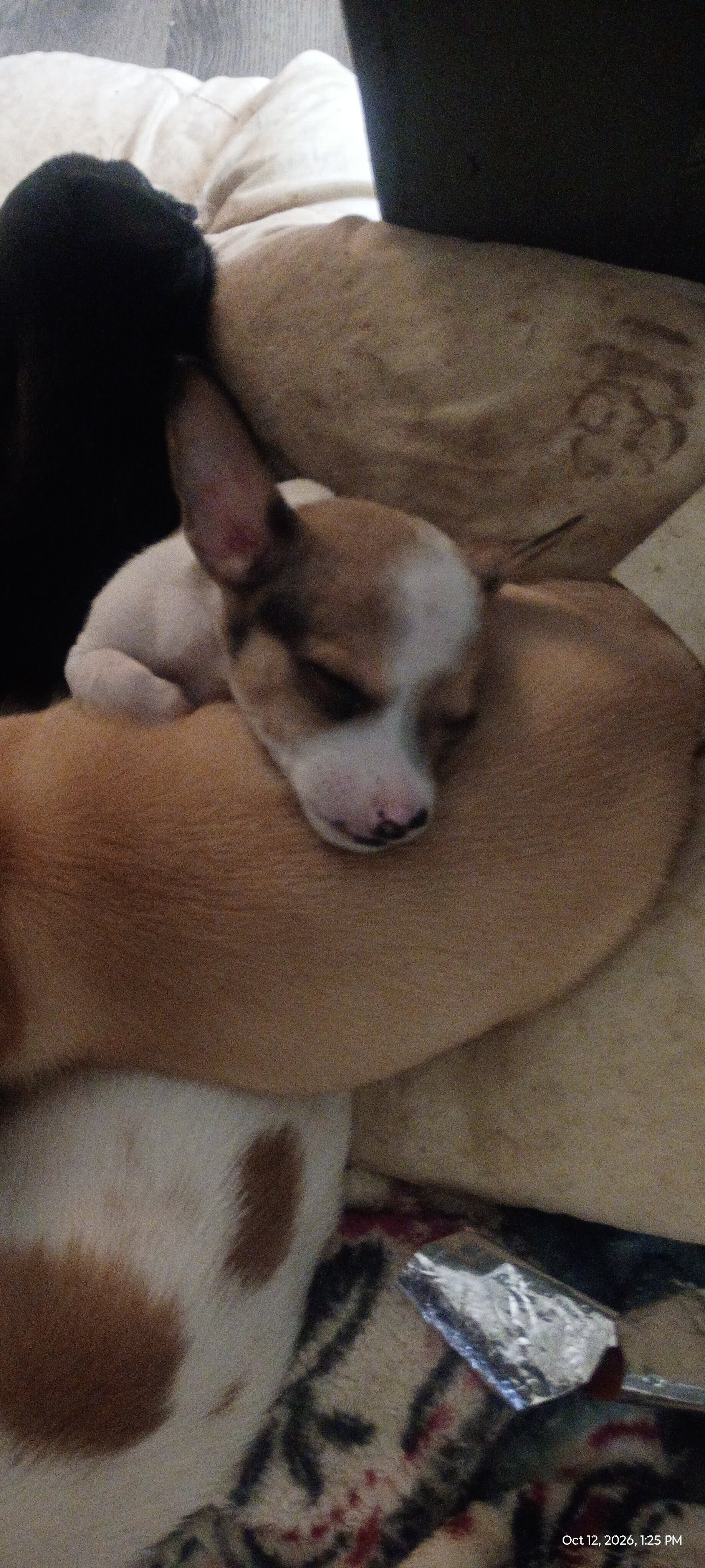 Chihuahua & mixed pup available to loving home image 9