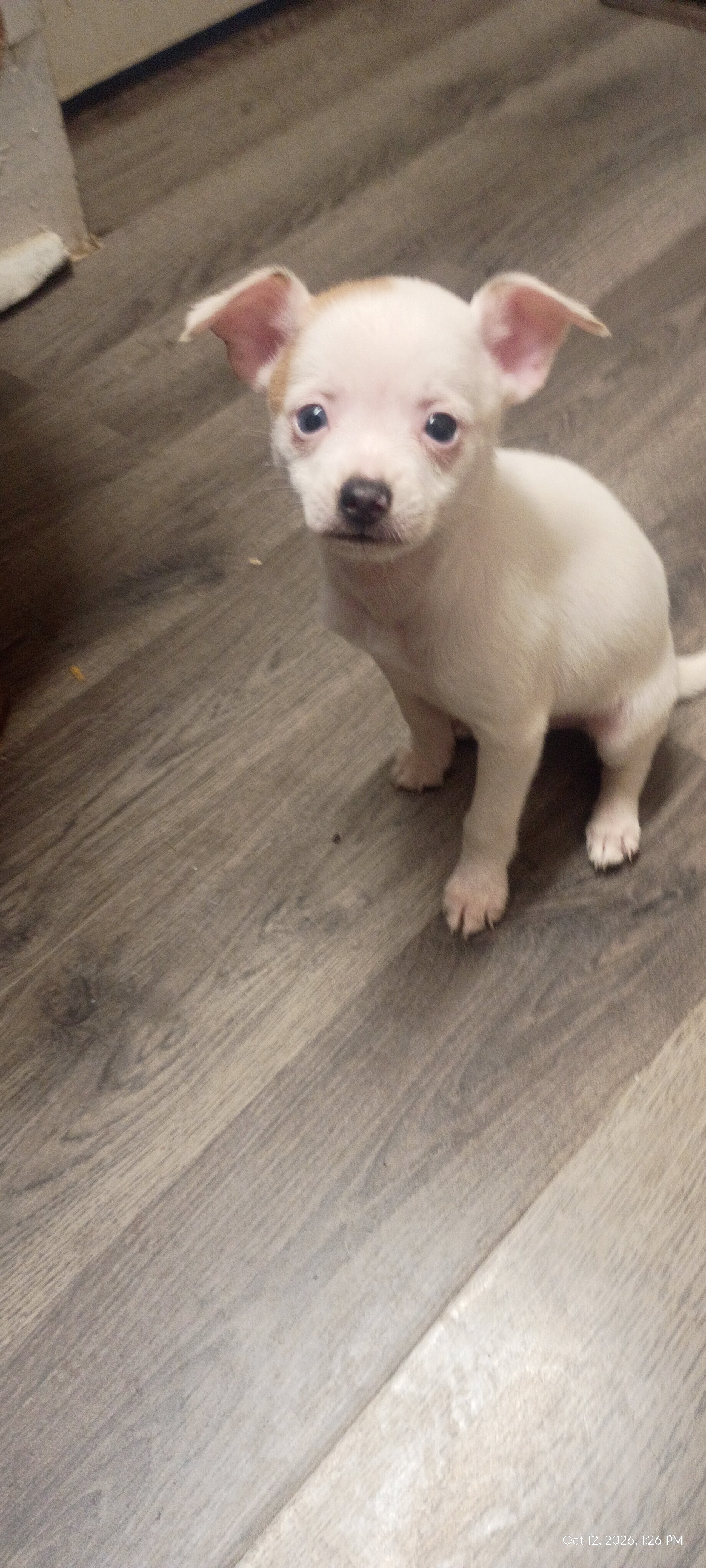 Chihuahua & mixed pup available to loving home image 10