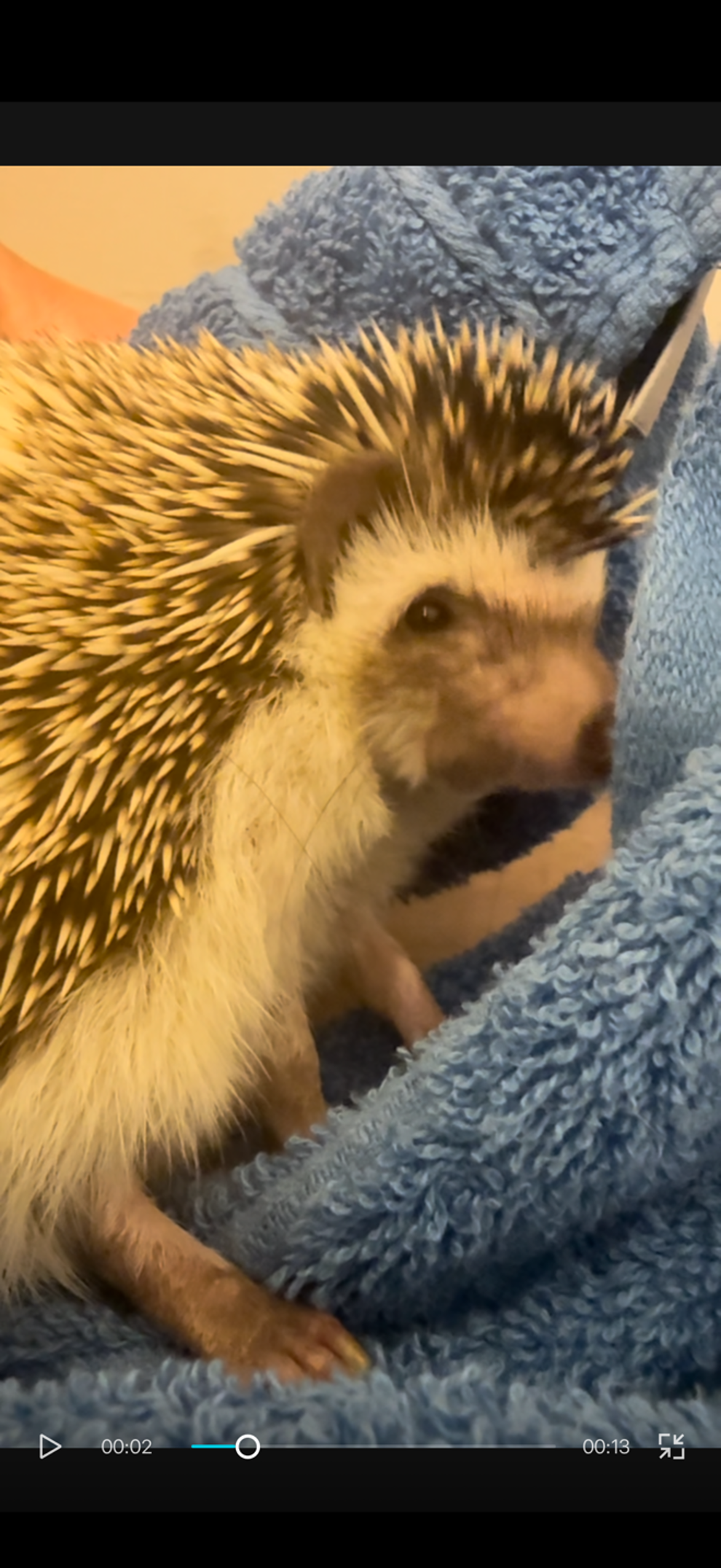FRIENDLY HEDGEHOG image 4