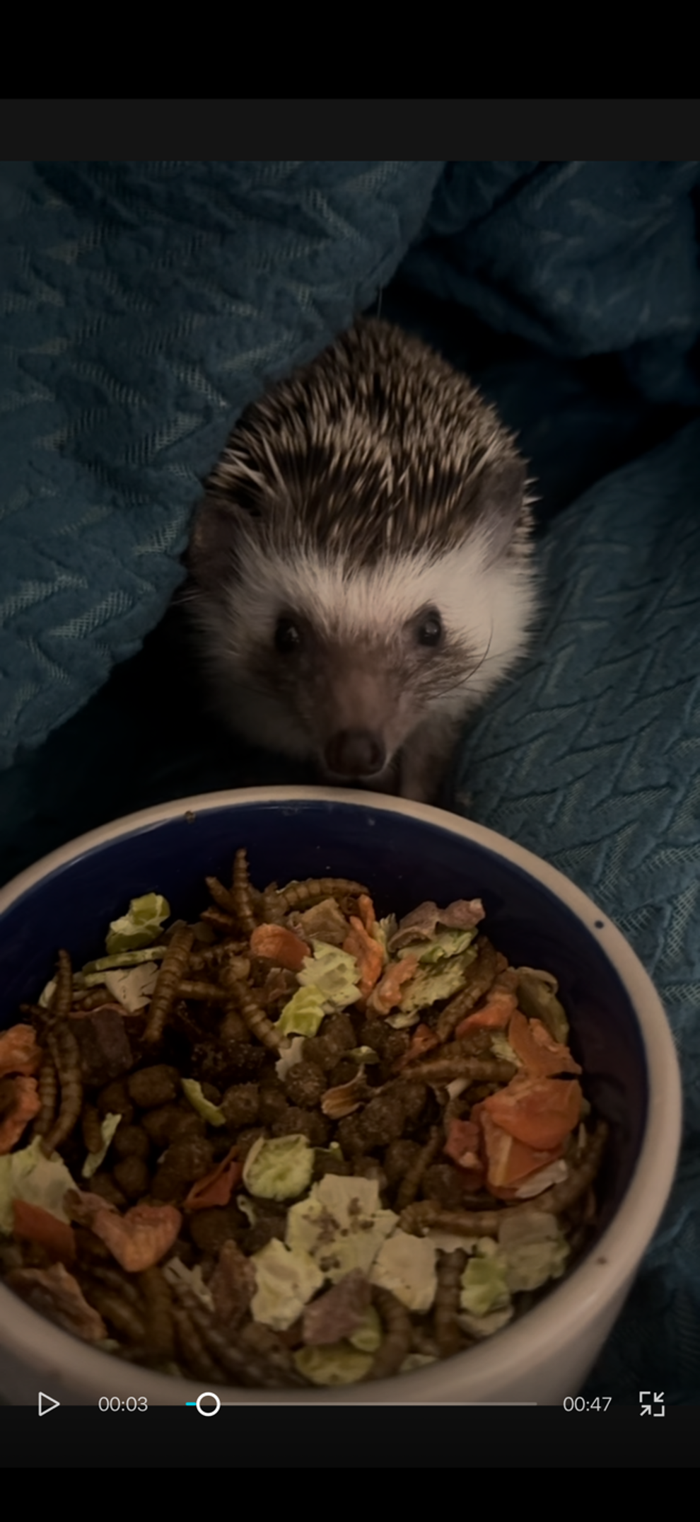 FRIENDLY HEDGEHOG image 1