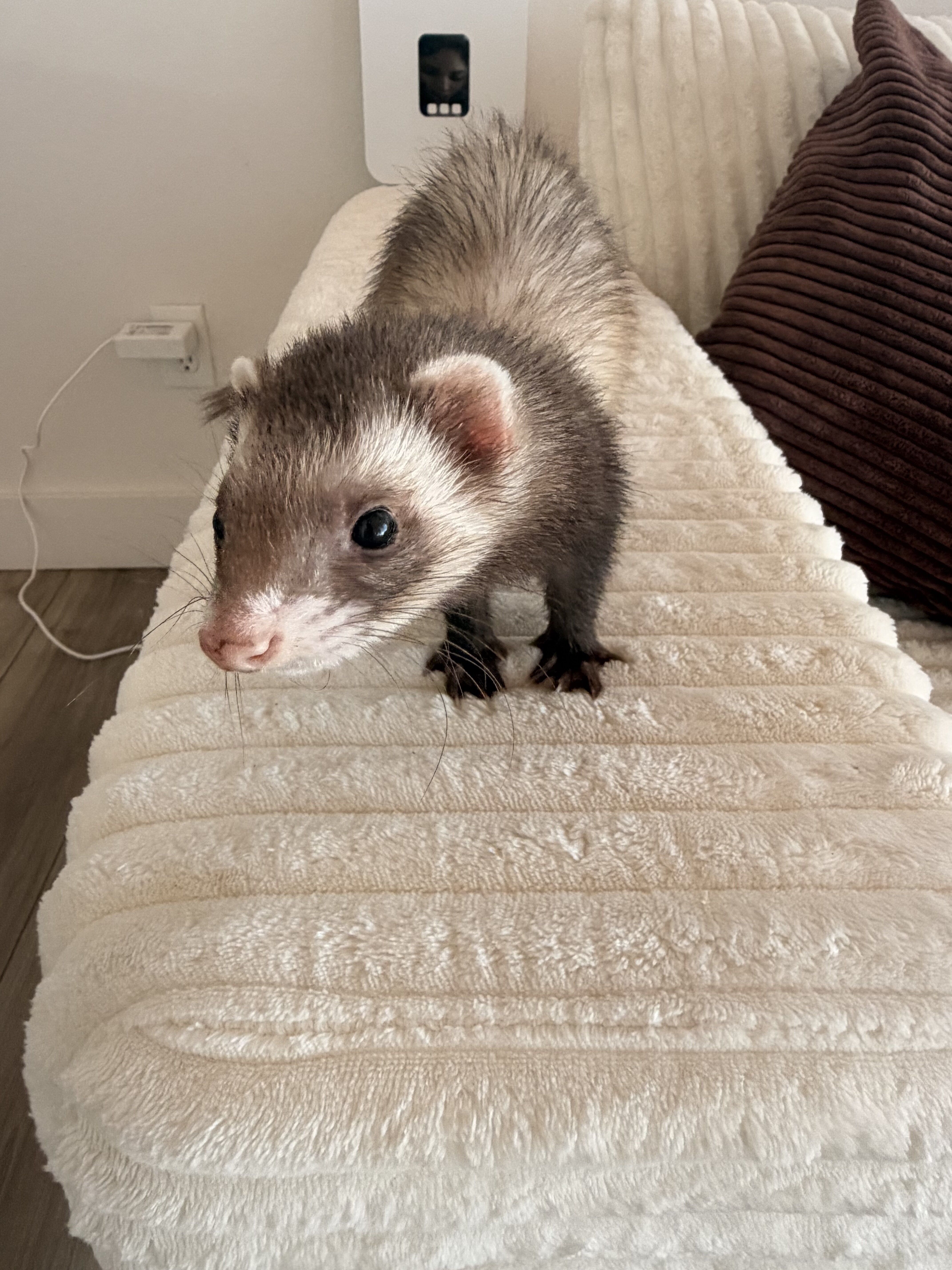 Ferret image 2