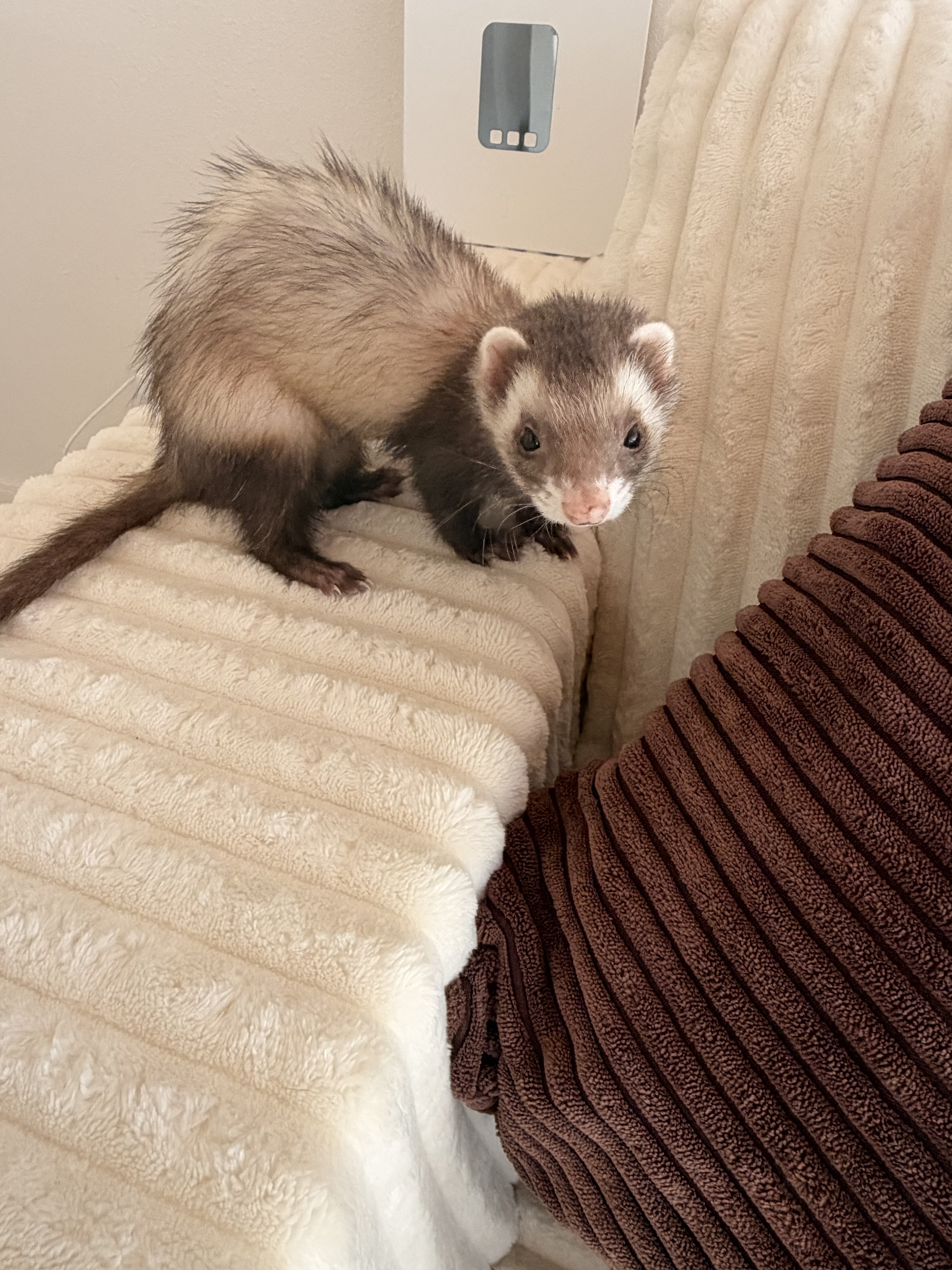 Ferret image 1