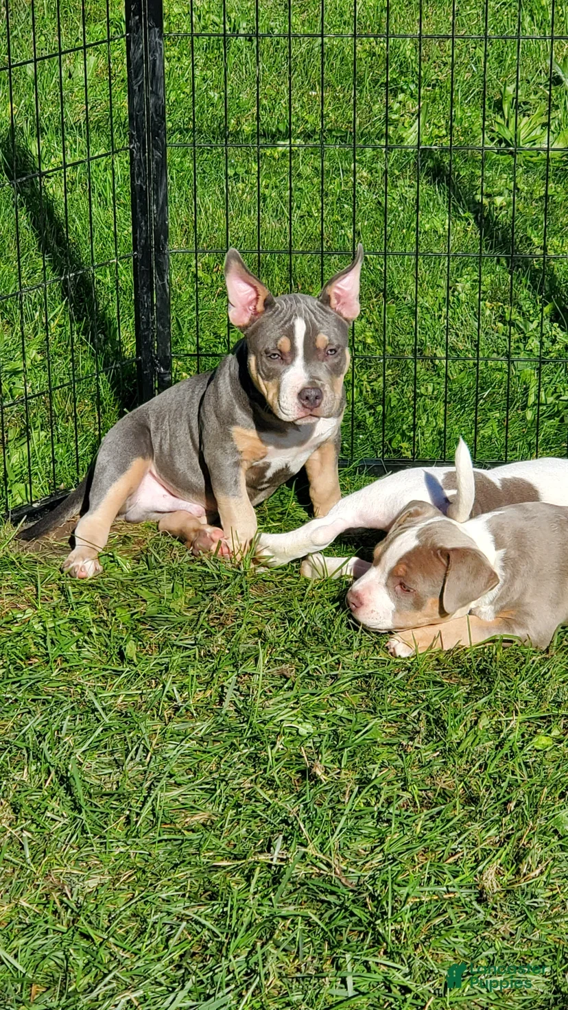 American bully looking for a new loving home image 5