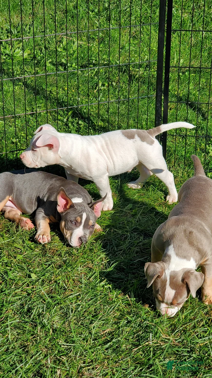 American bully looking for a new loving home image 3