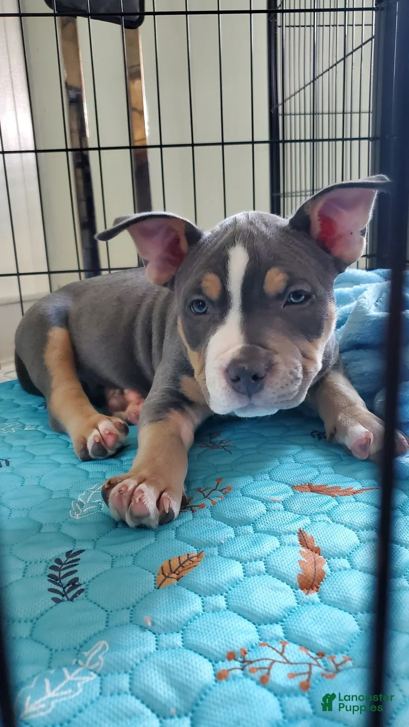 American bully looking for a new loving home image 4