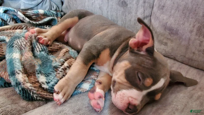 American bully looking for a new loving home image 2