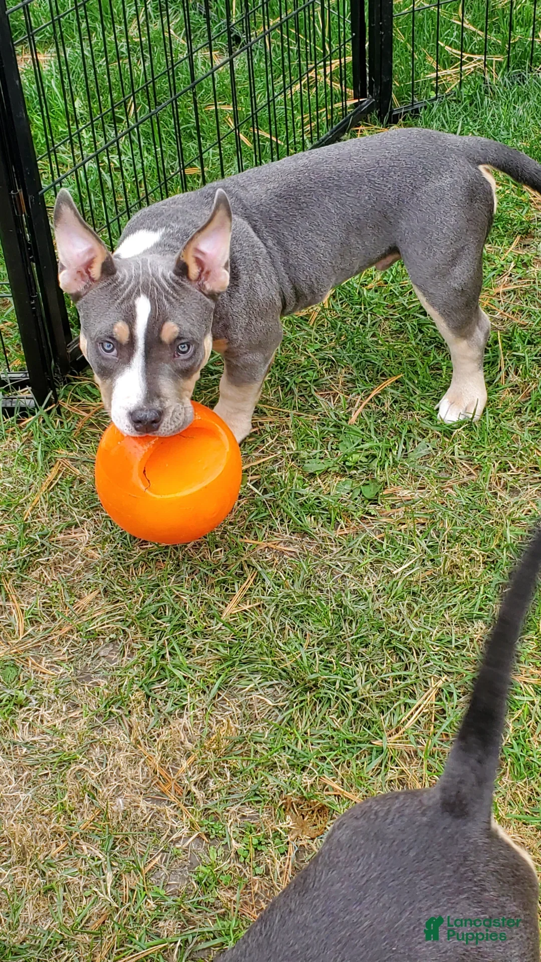 American bully looking for a new loving home image 1