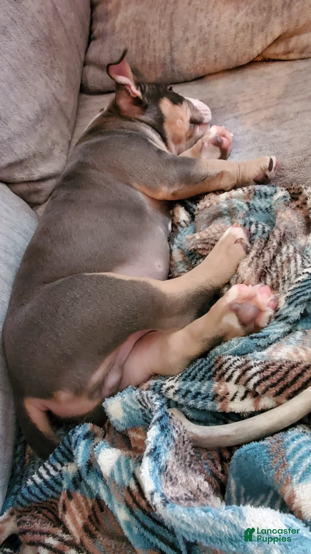 loooking for a new home for my American bully image 2
