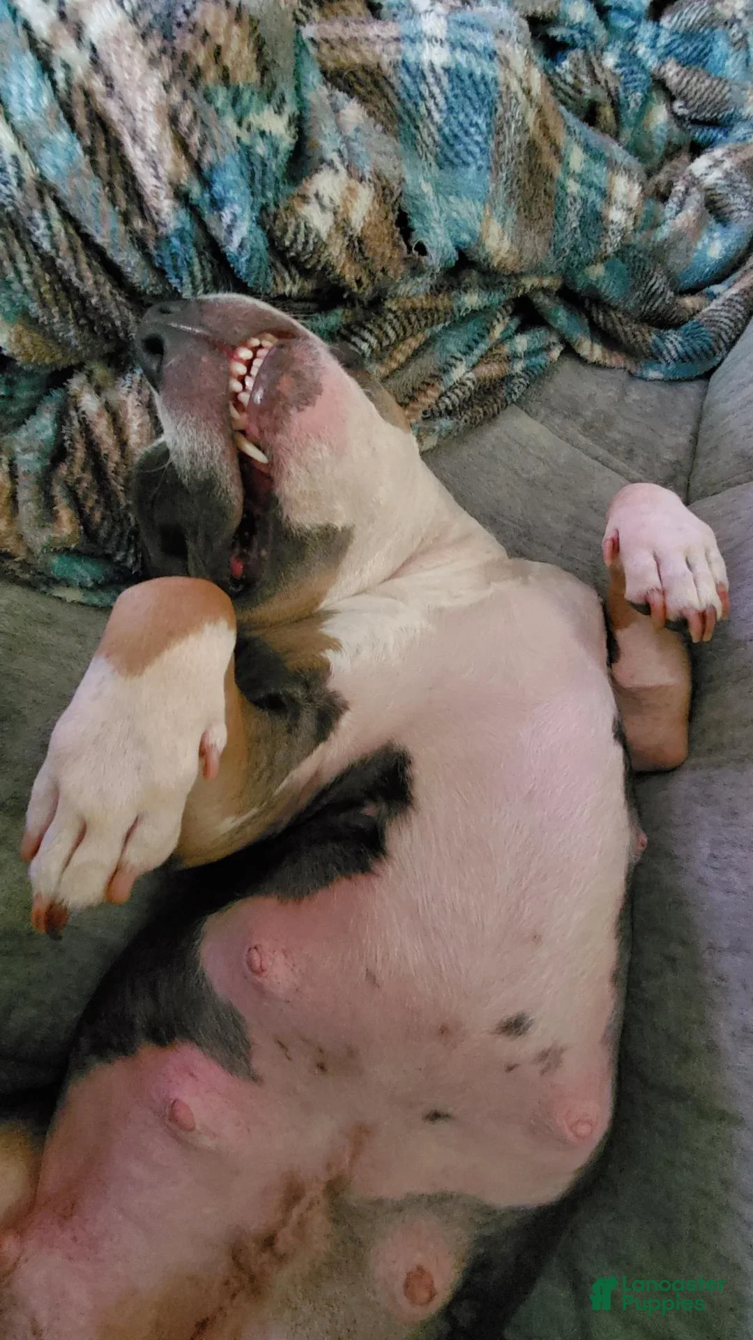 loooking for a new home for my American bully image 3