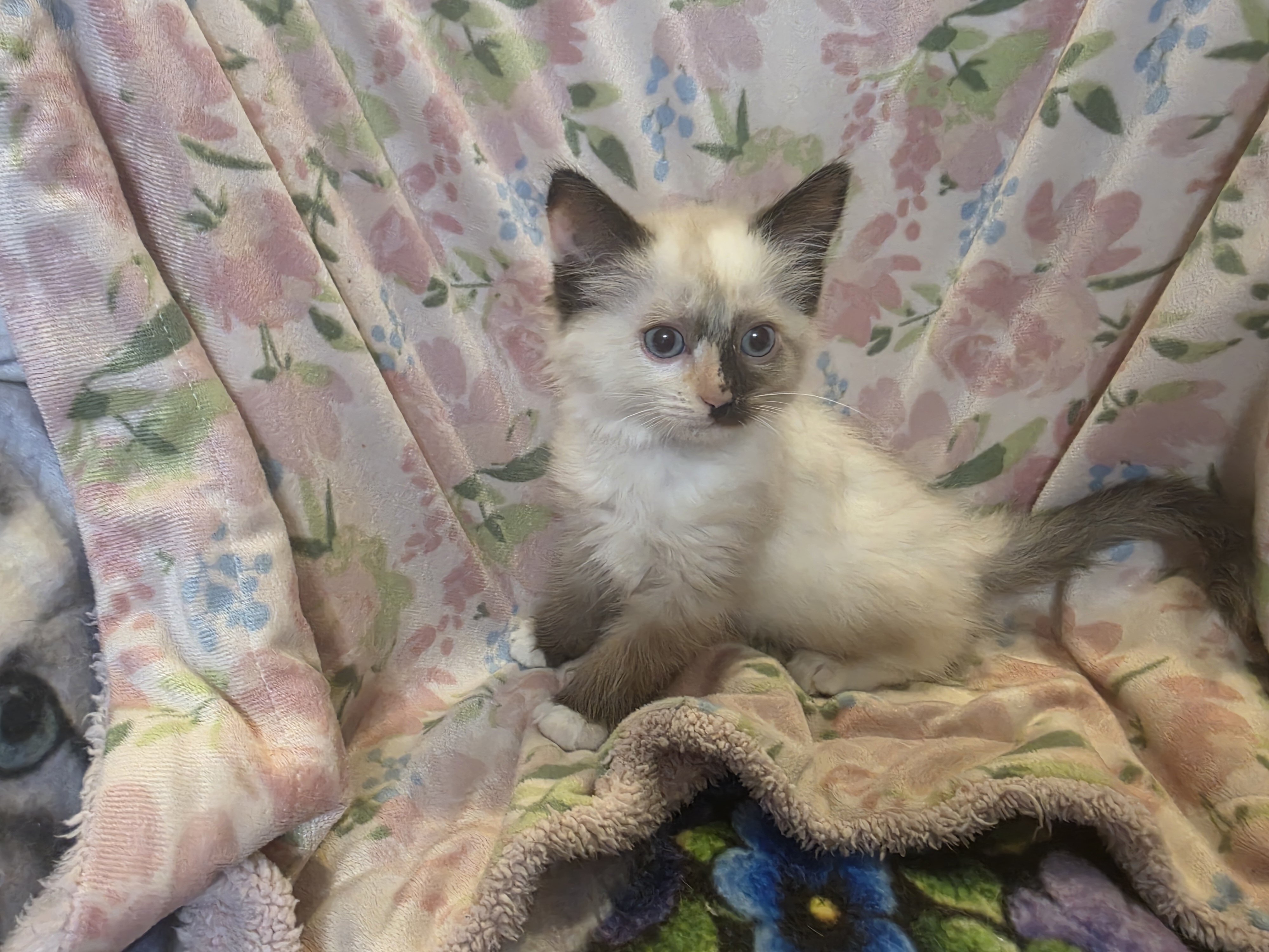 Ragdoll Kittens image 1