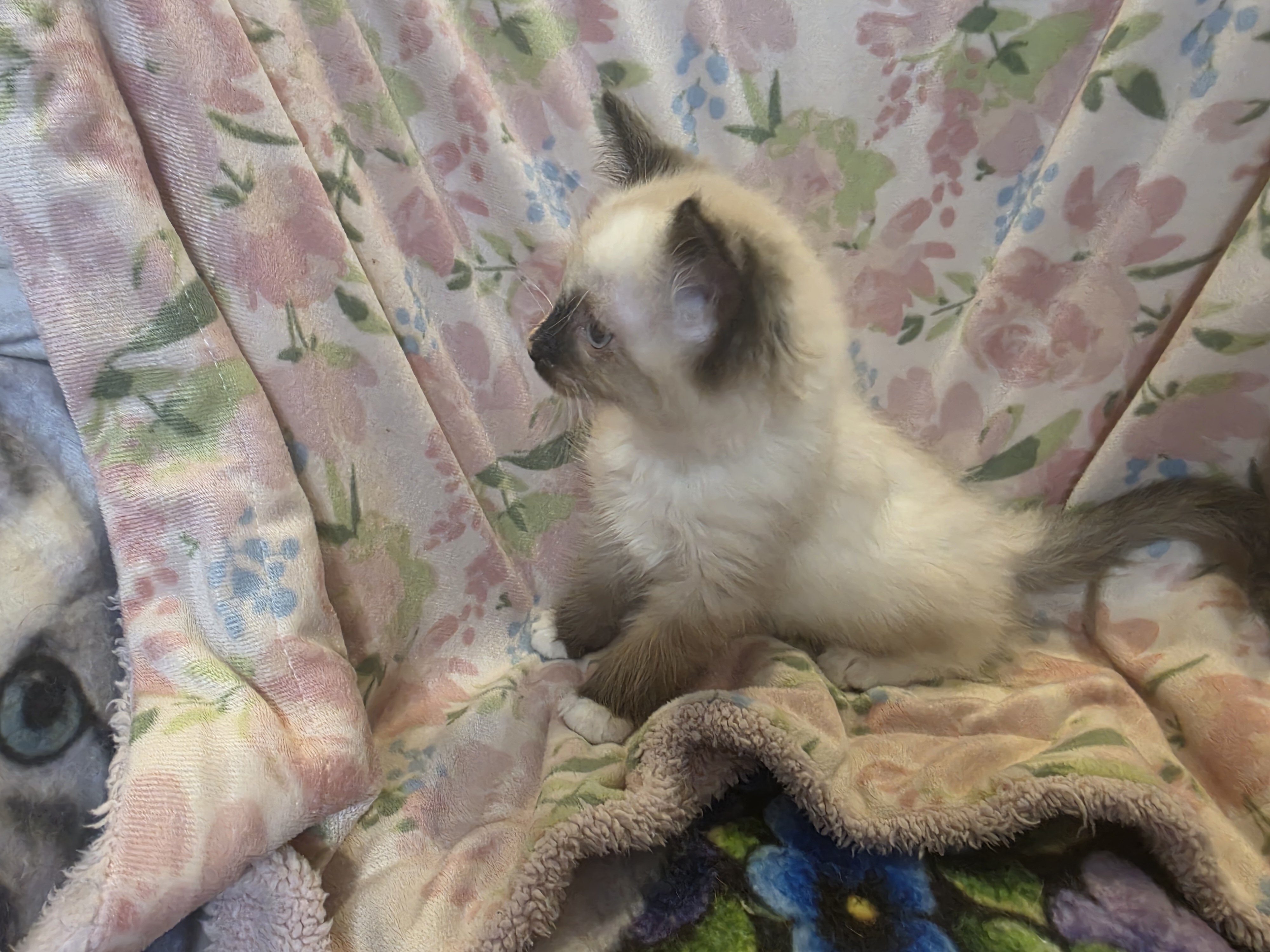 Ragdoll Kittens image 2