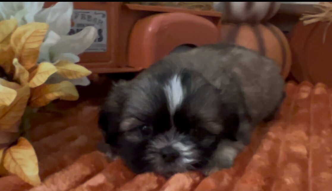 Shih tzu puppies image 5