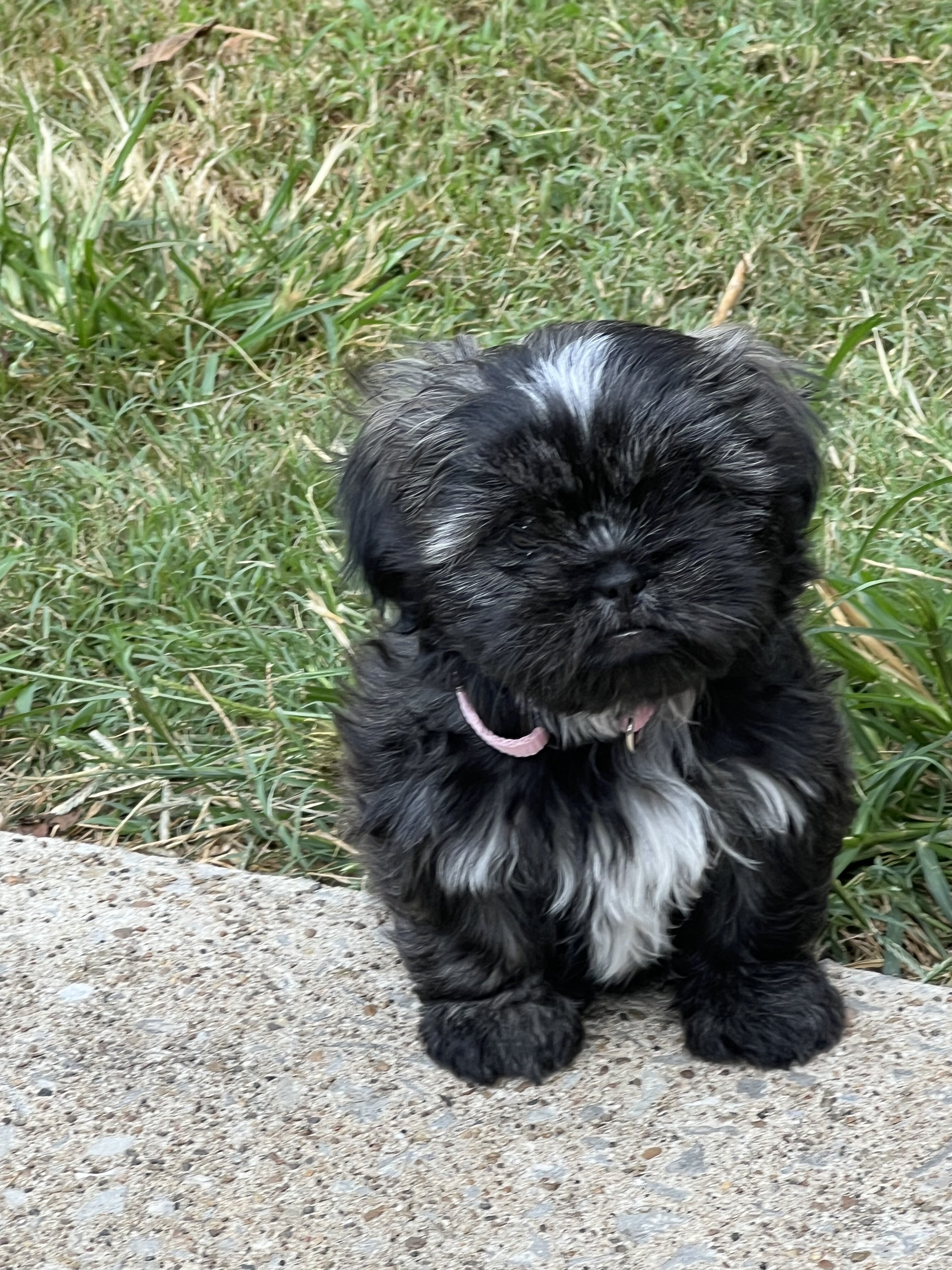 Shih tzu puppies image 1