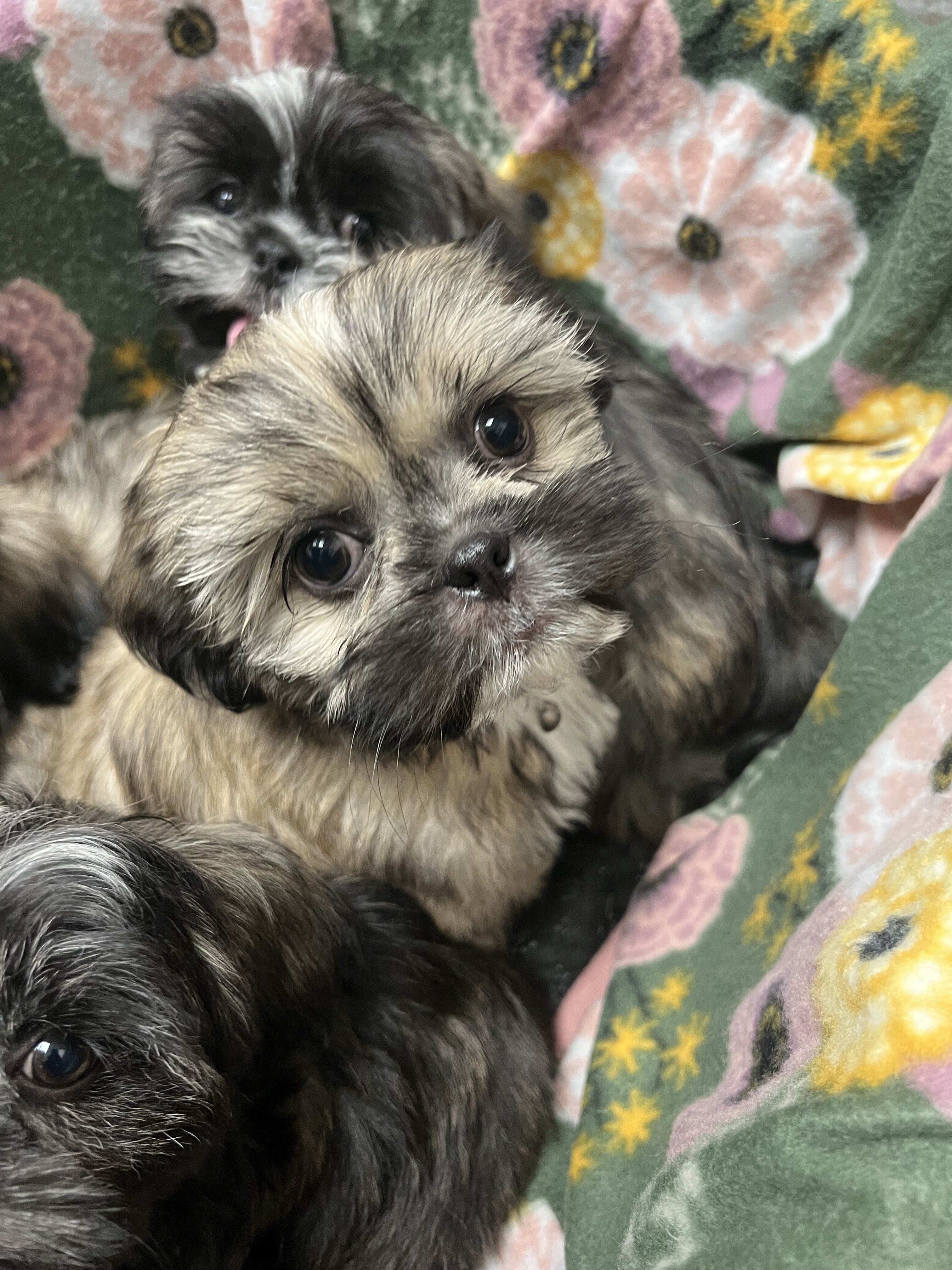 Shih tzu puppies image 2