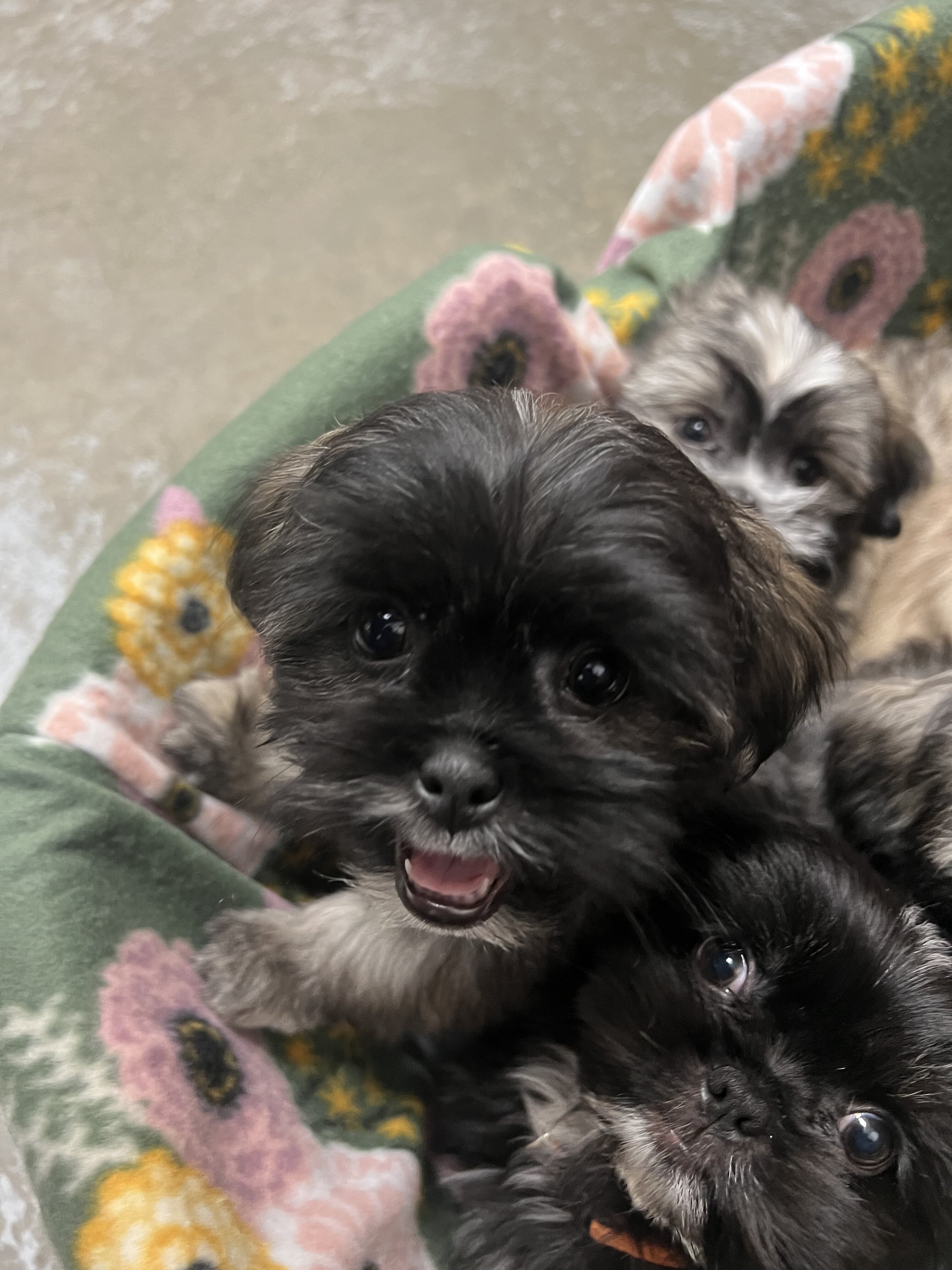 Shih tzu puppies image 3