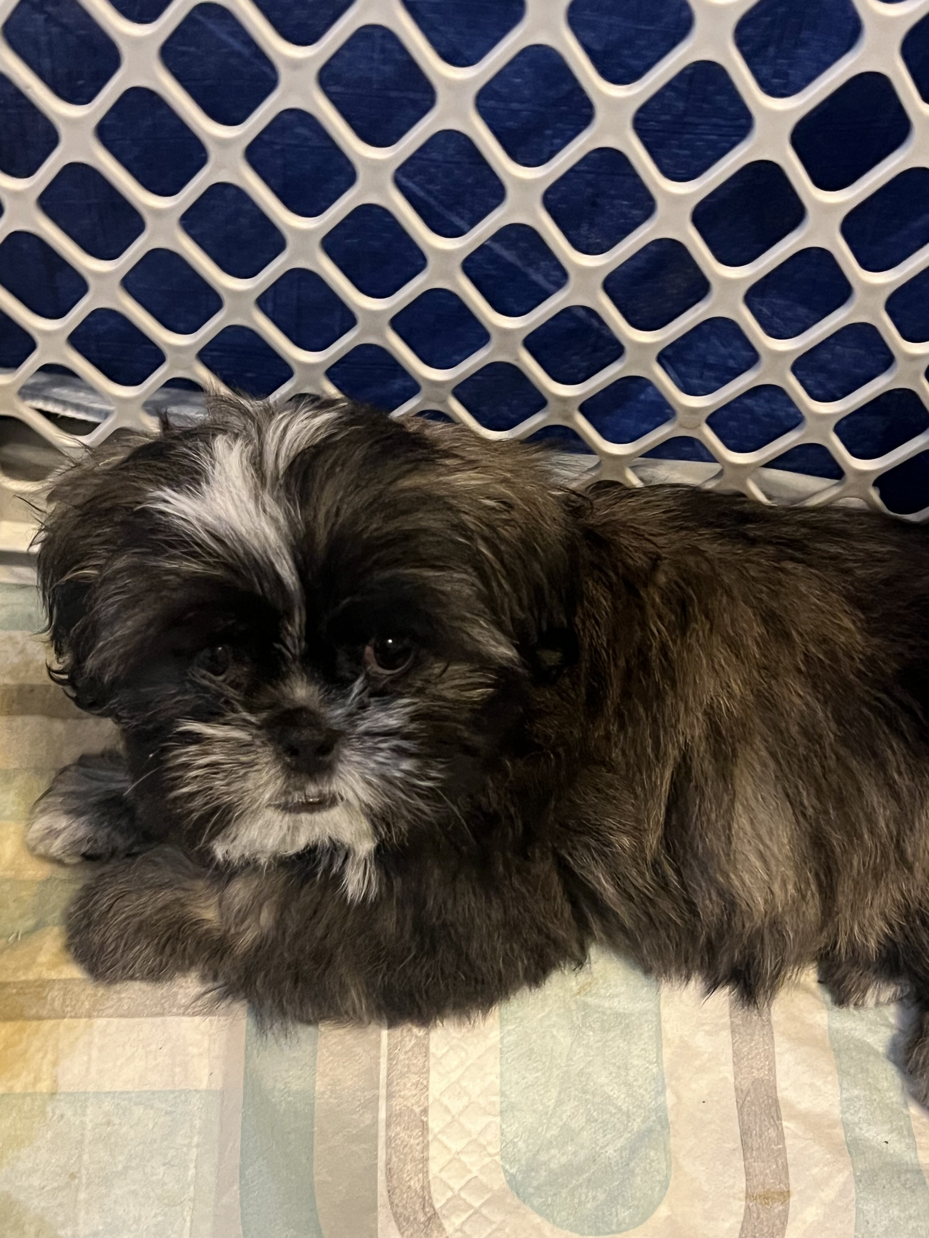 Shih tzu puppies image 4