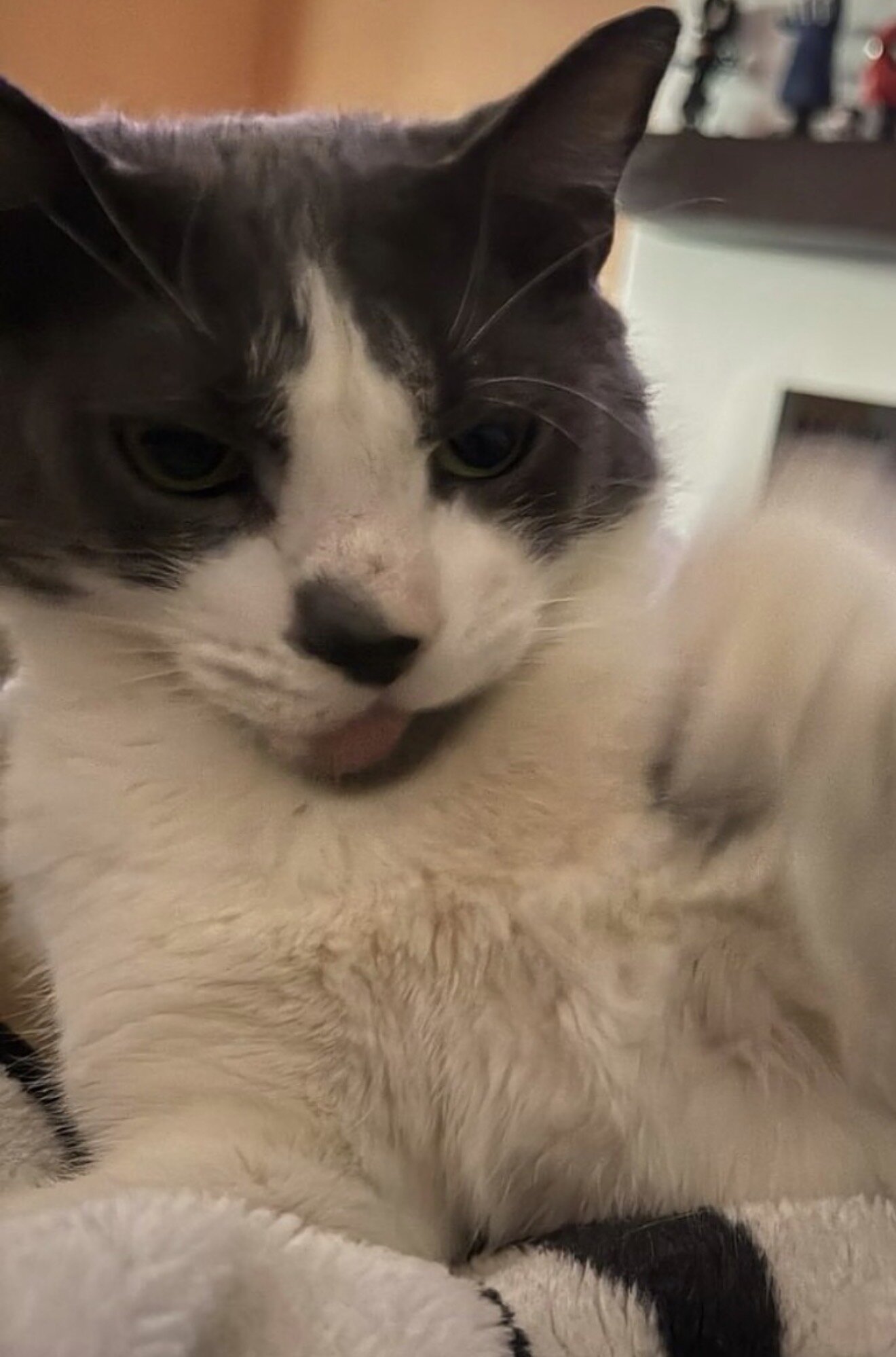 Cat image 2