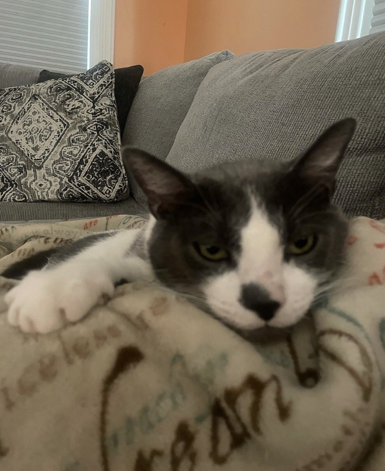 Cat image 3