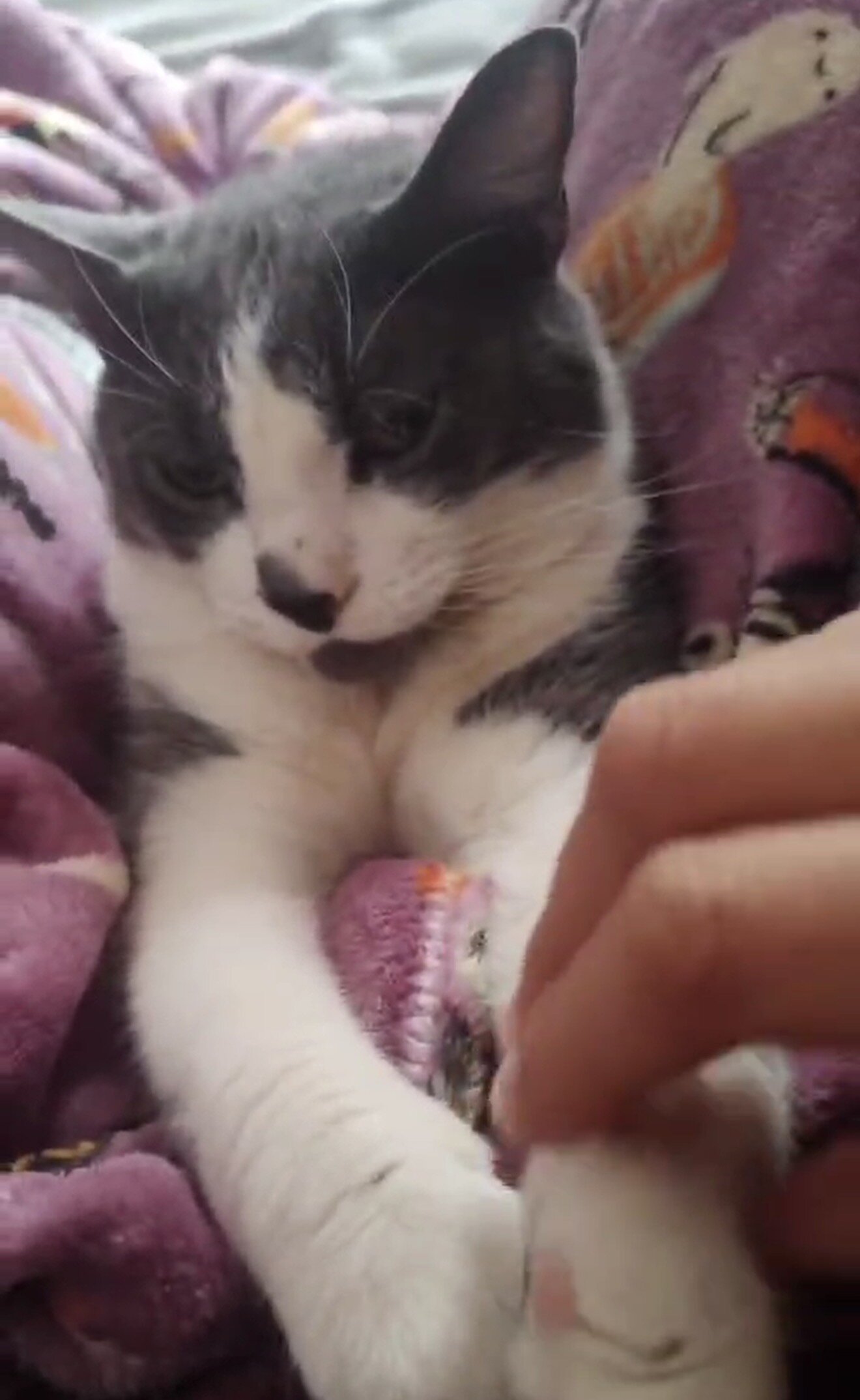 Cat image 1
