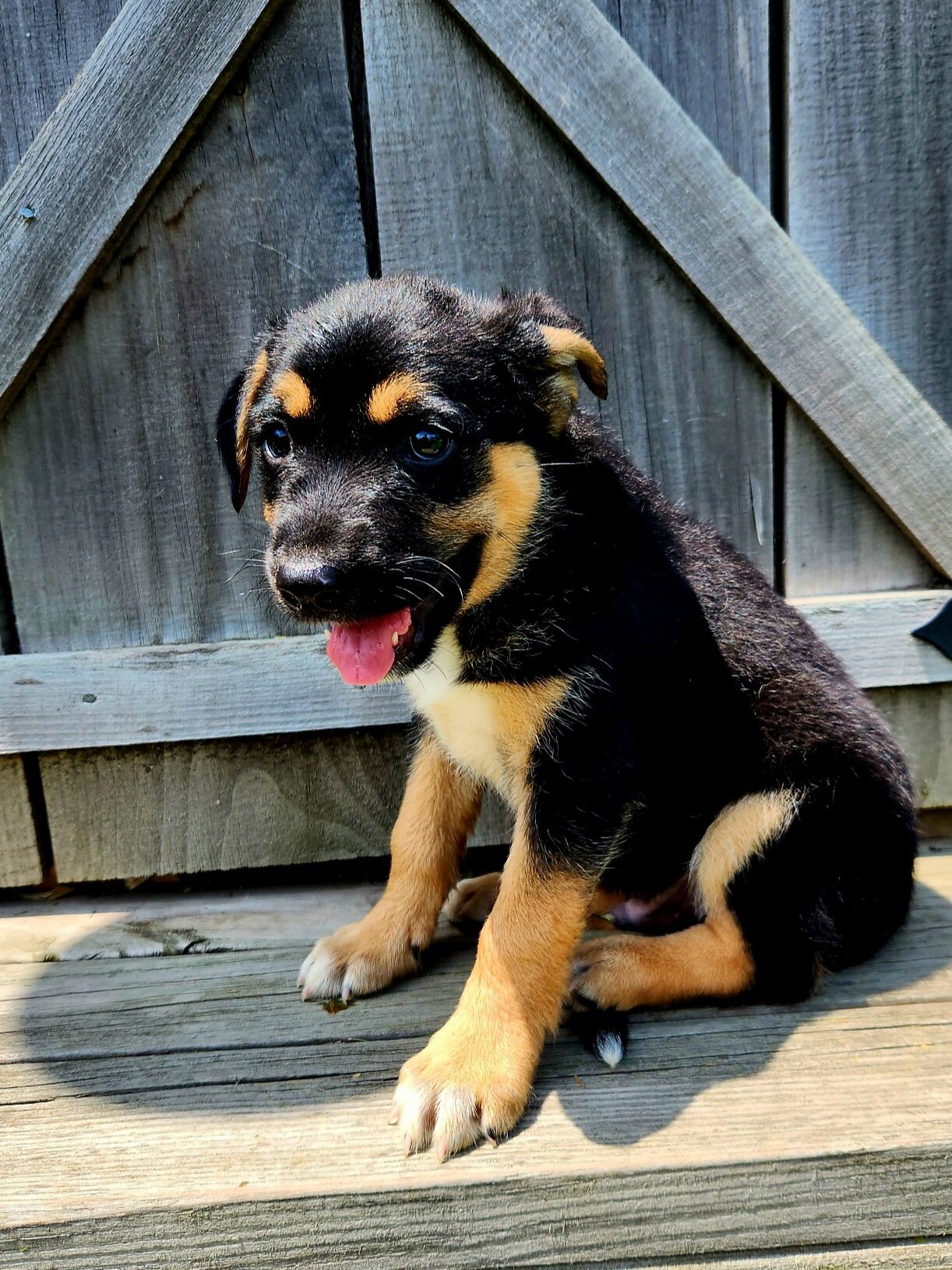 Lab/Aussie male puppy image 1