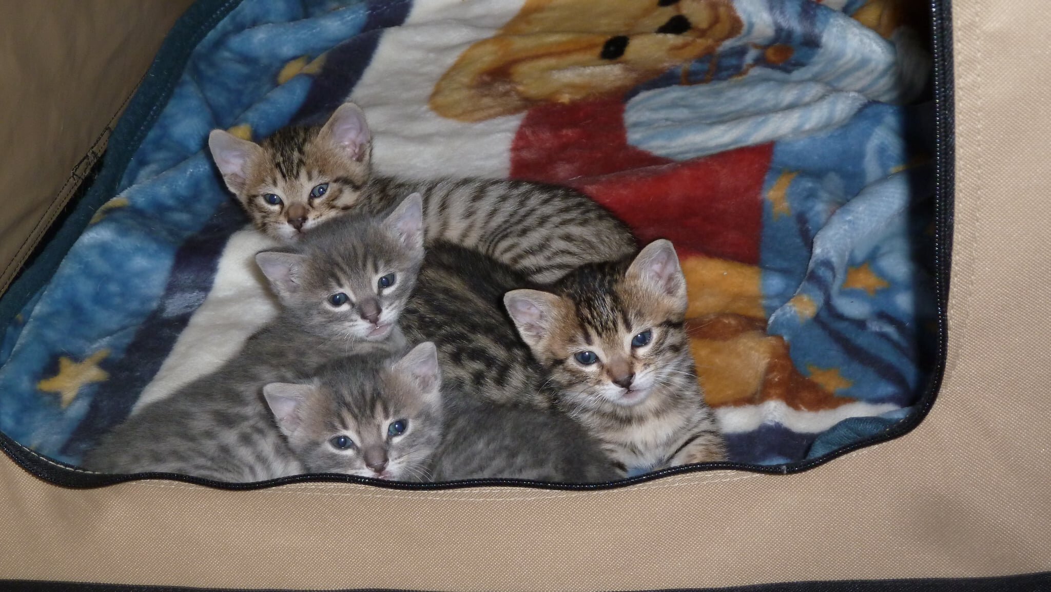 Bengal kittens image 1
