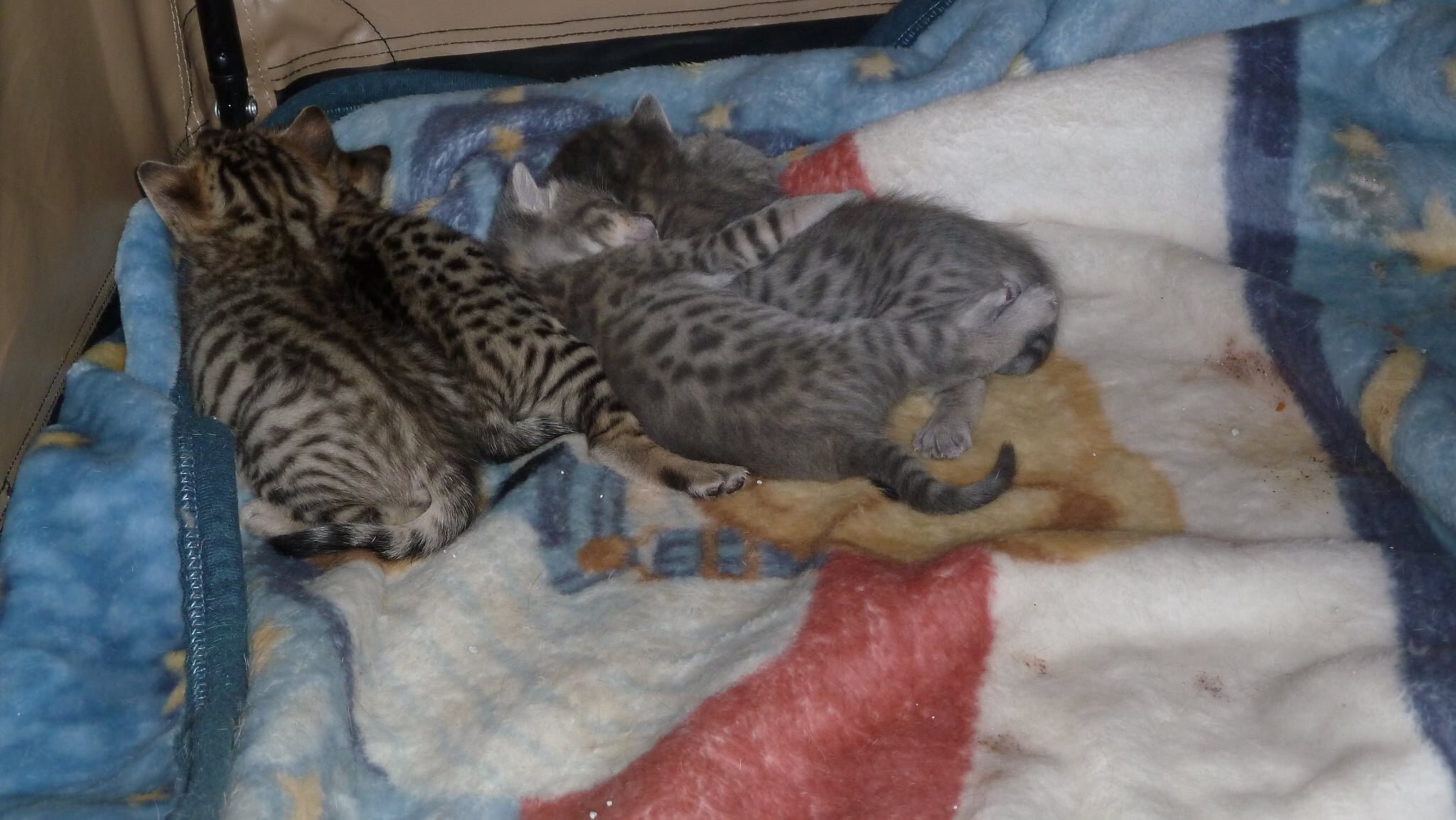 Bengal kittens image 2