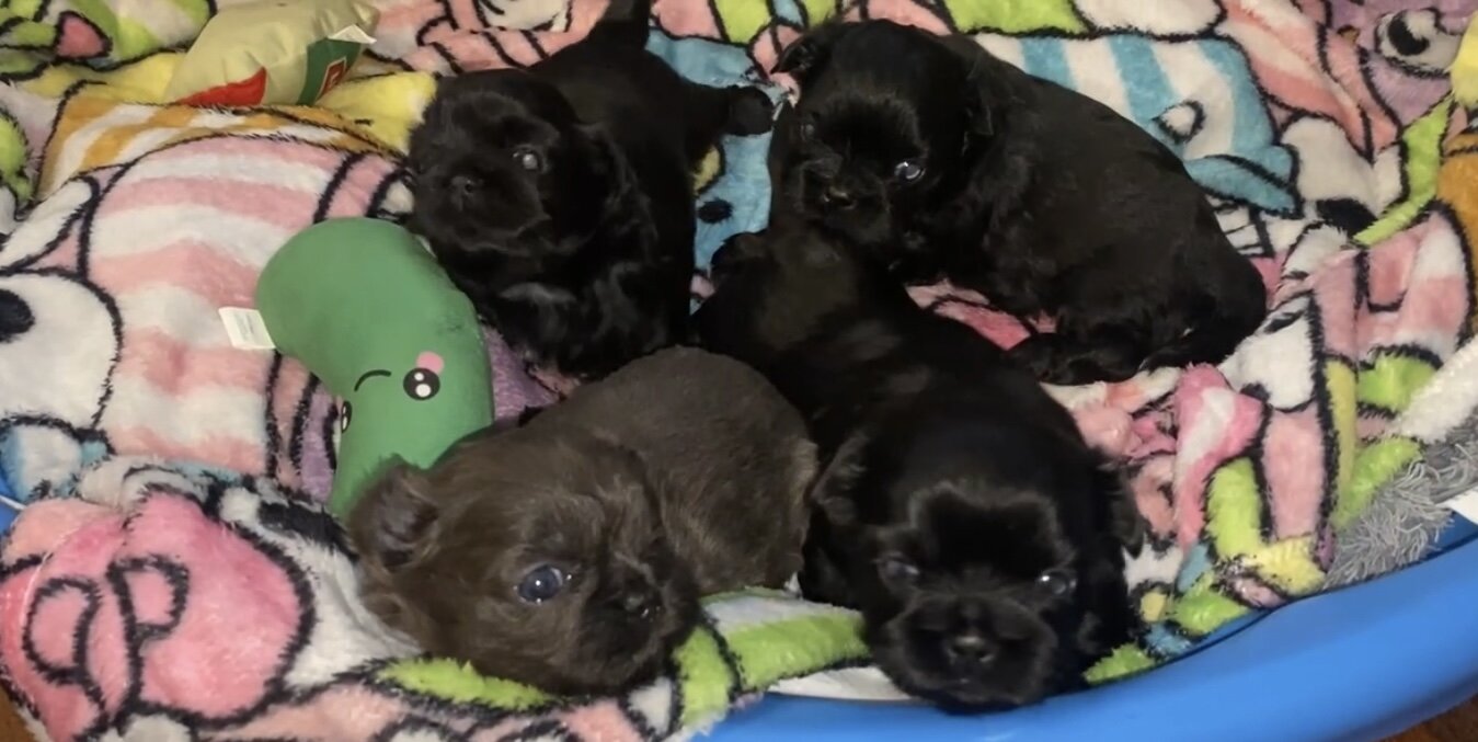 Shih Tzu Pups available after December 4 image 1