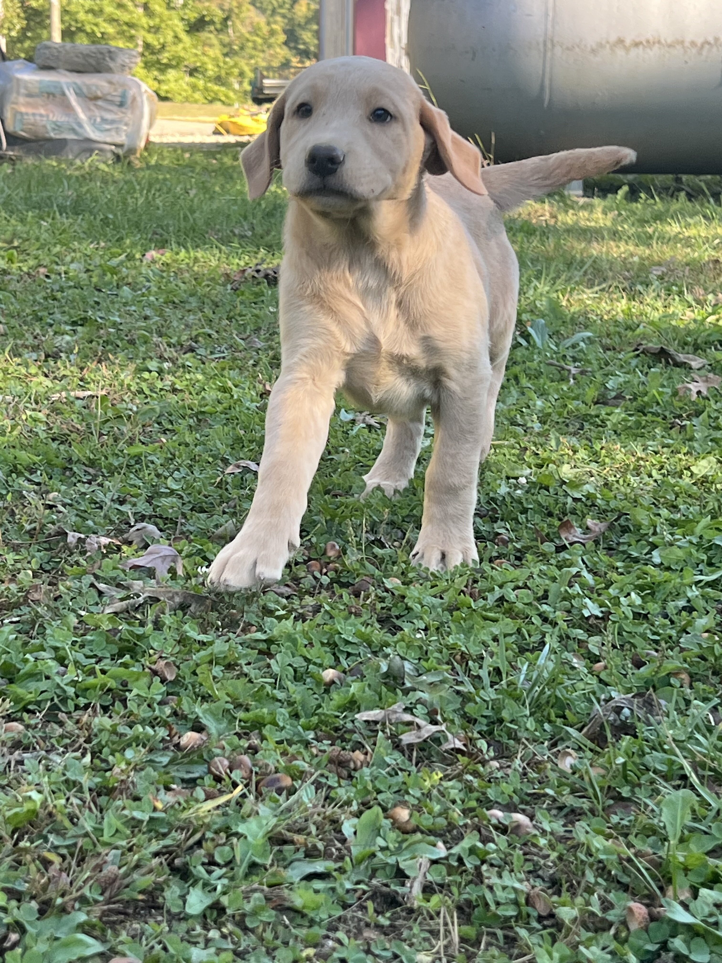 AKC Labrador Retriever pup image 8