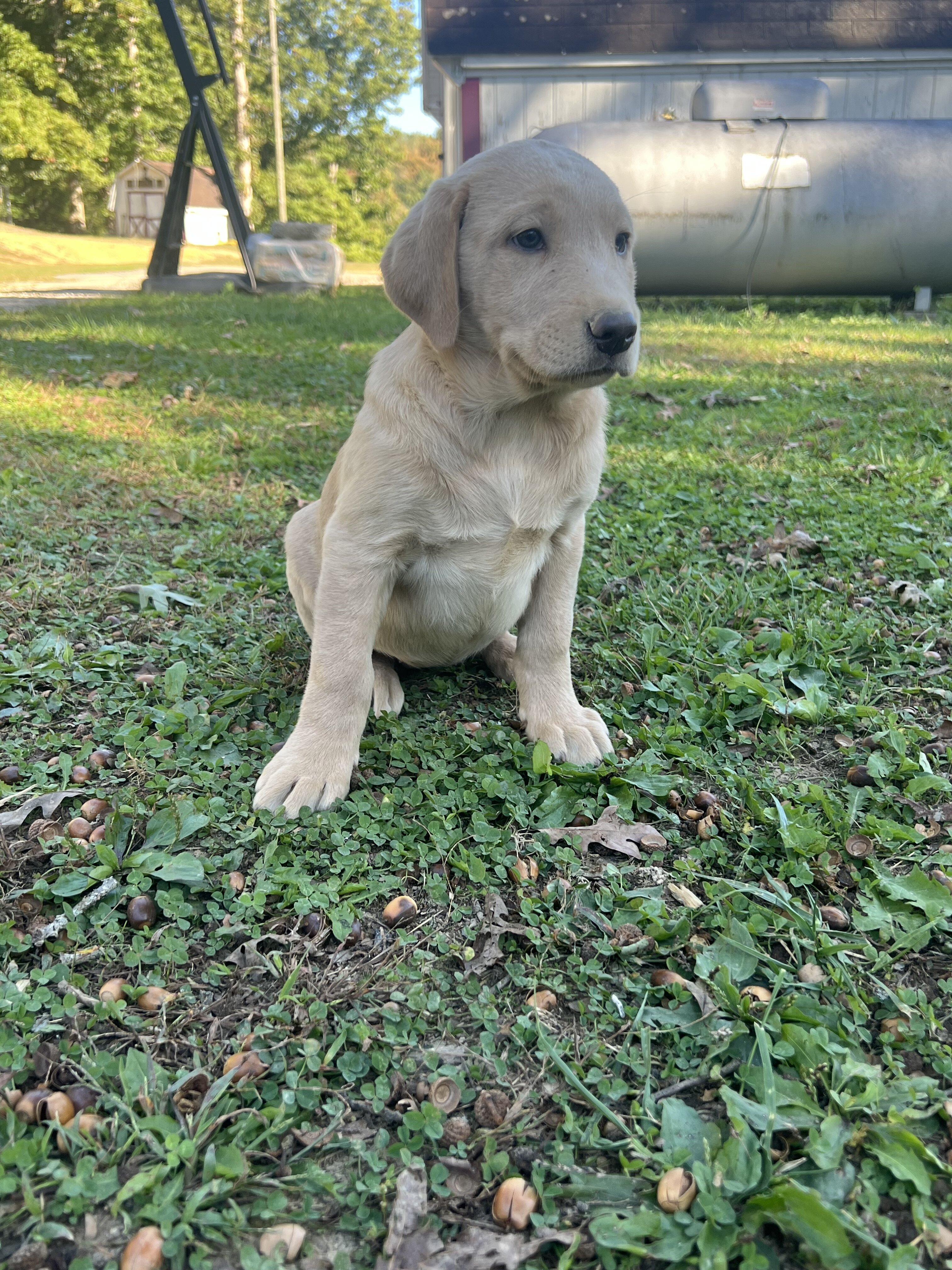 AKC Labrador Retriever pup image 7
