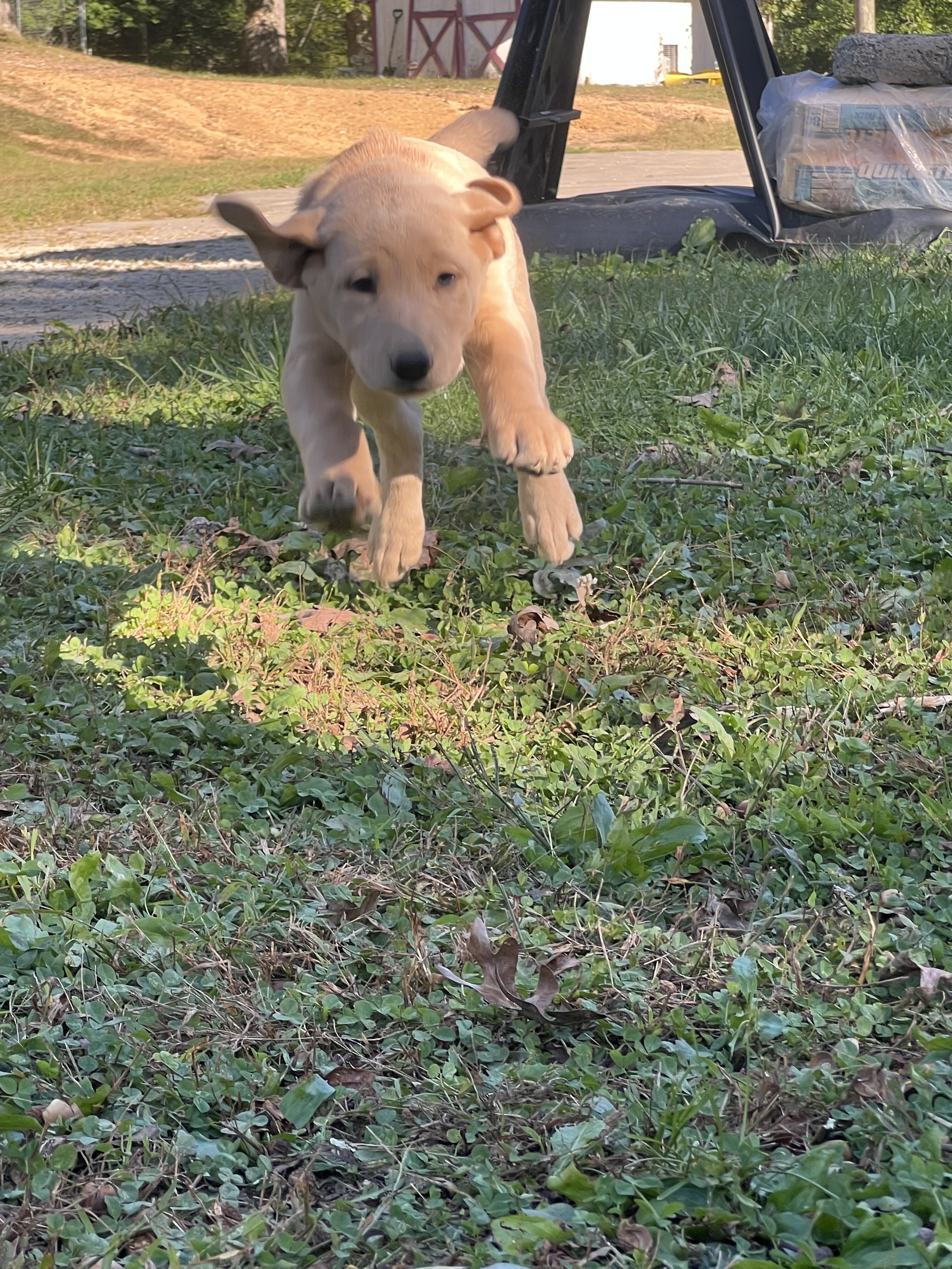AKC Labrador Retriever pup image 3