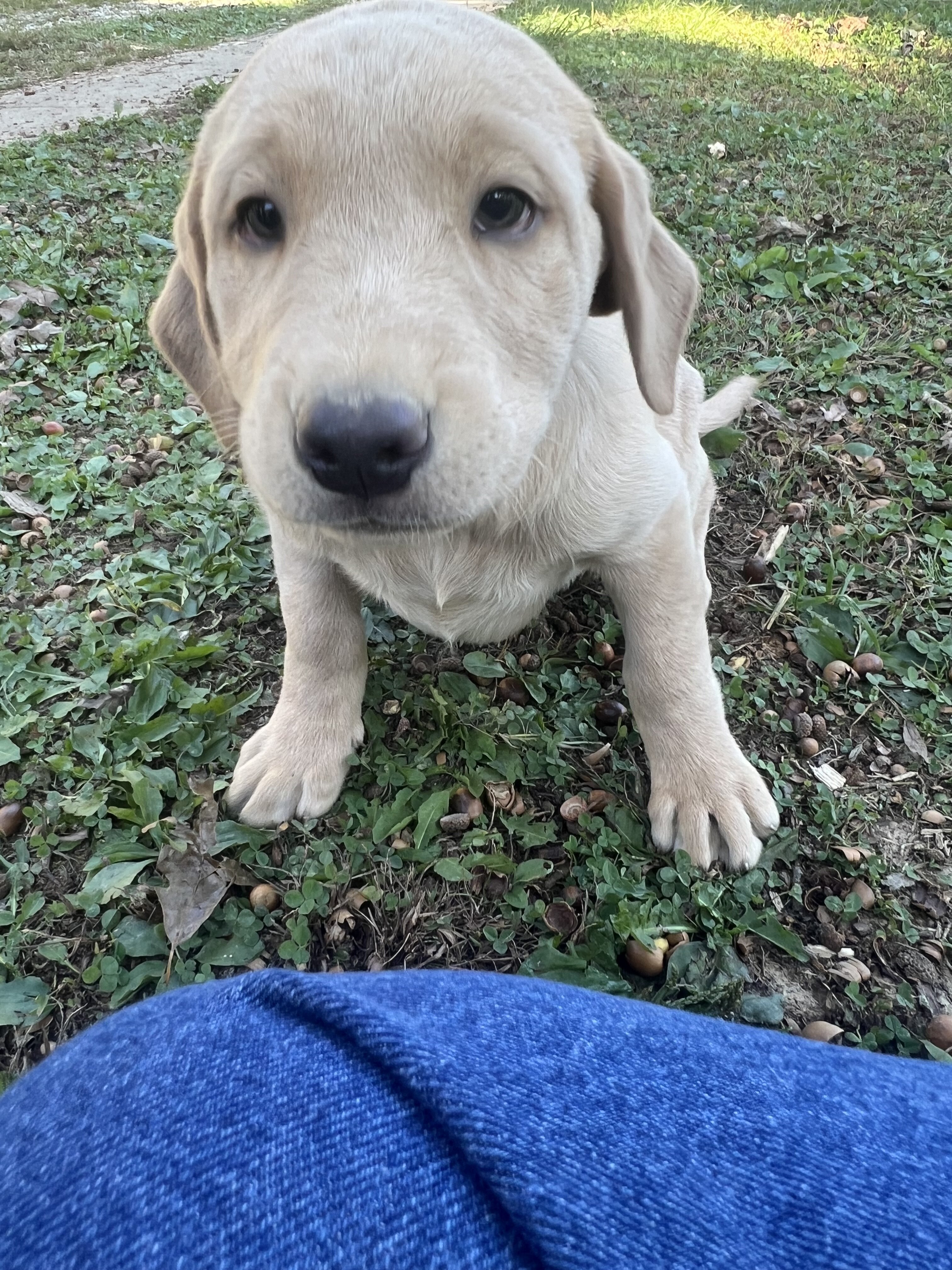 AKC Labrador Retriever pup image 5