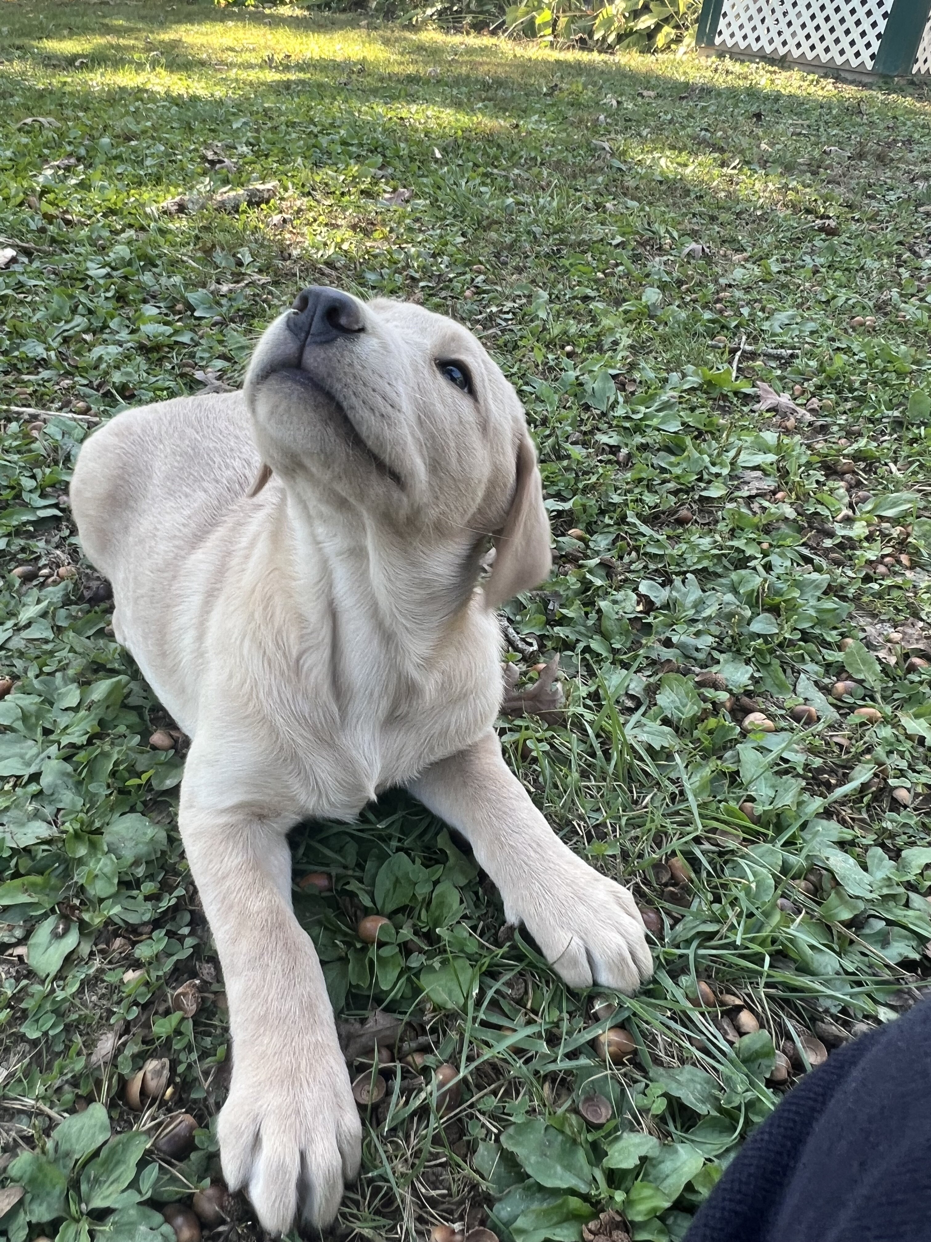 AKC Labrador Retriever pup image 4