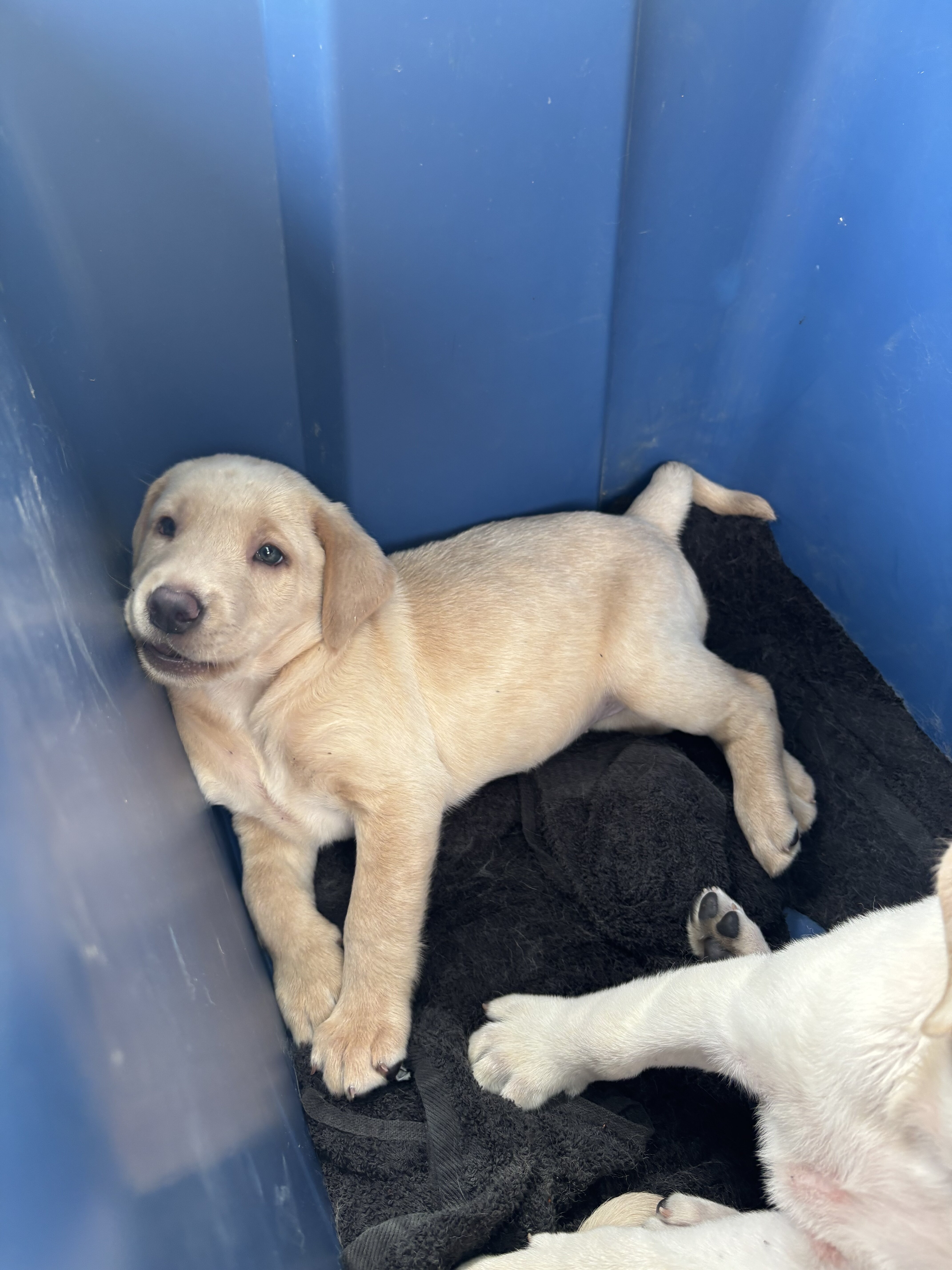 AKC Labrador Retriever image 1