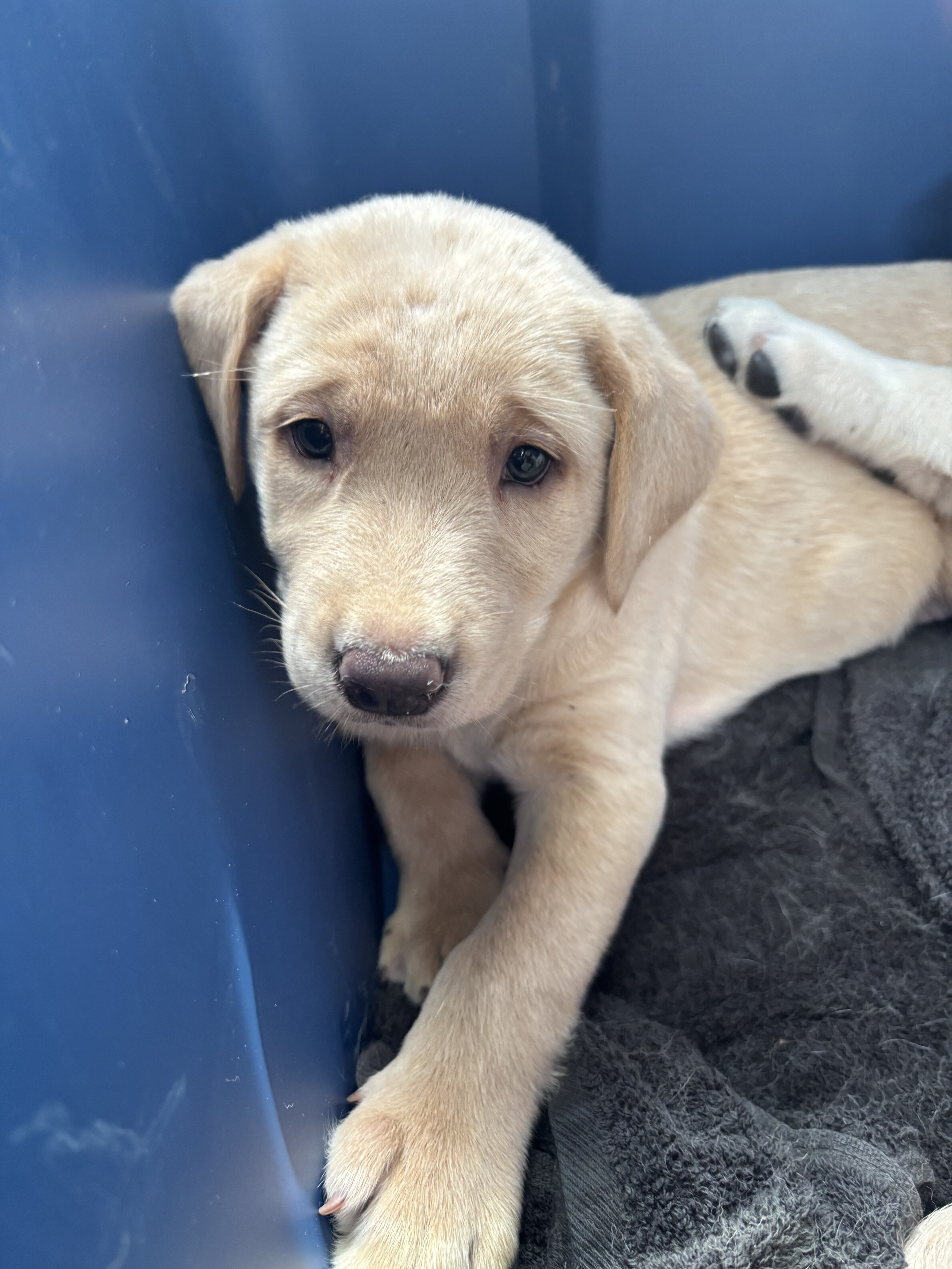 AKC Labrador Retriever image 2