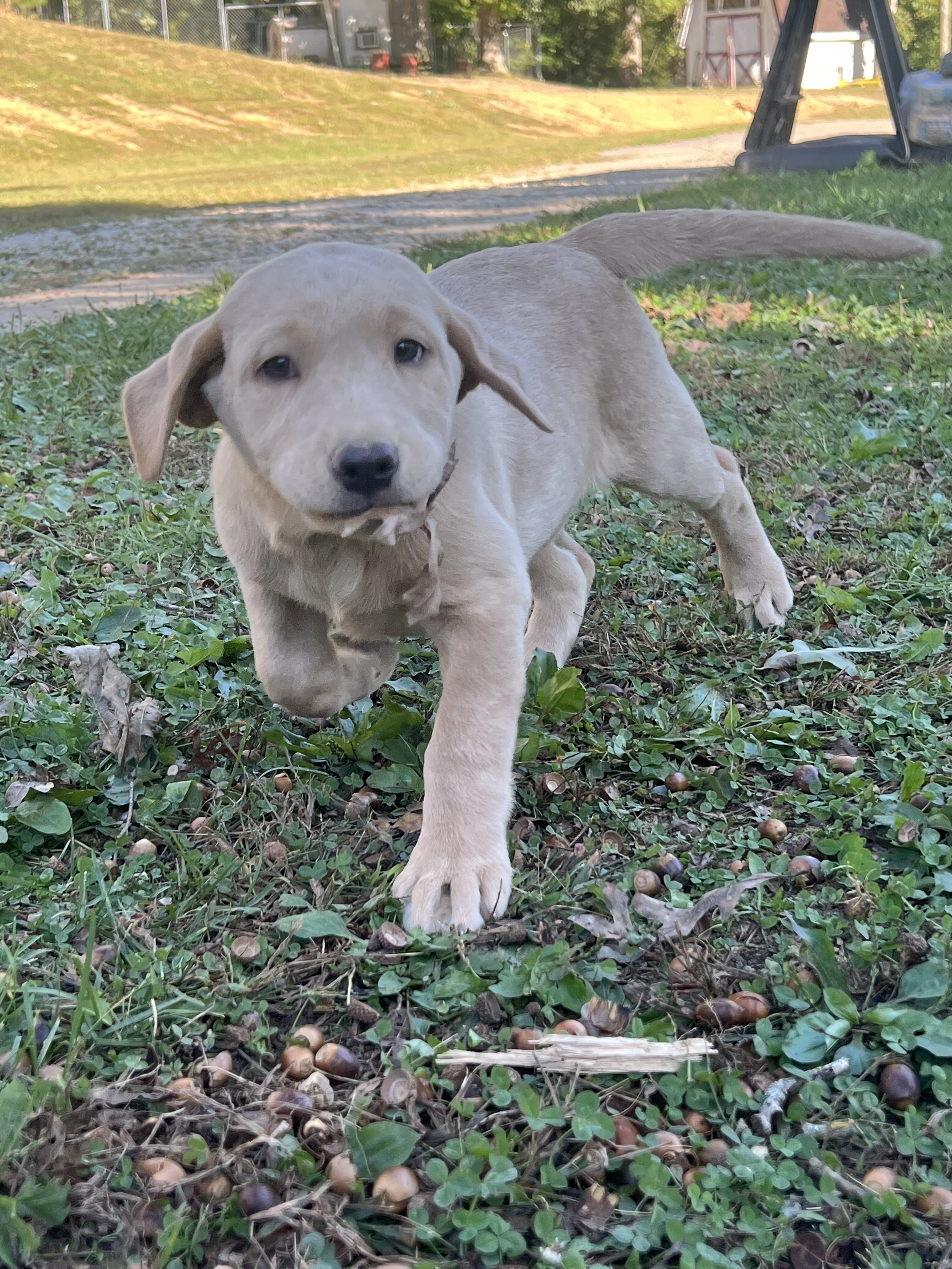 AKC Labrador Retriever image 5