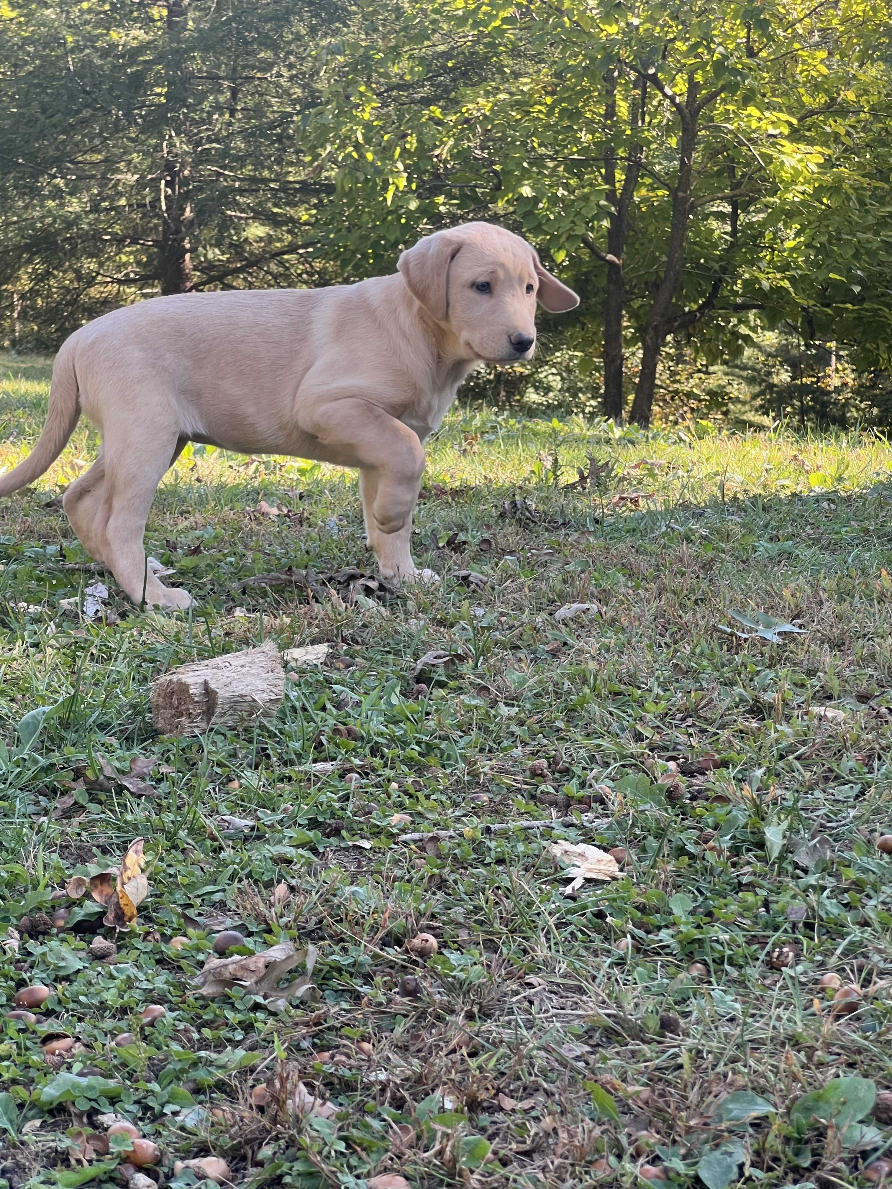 AKC Labrador Retriever image 4