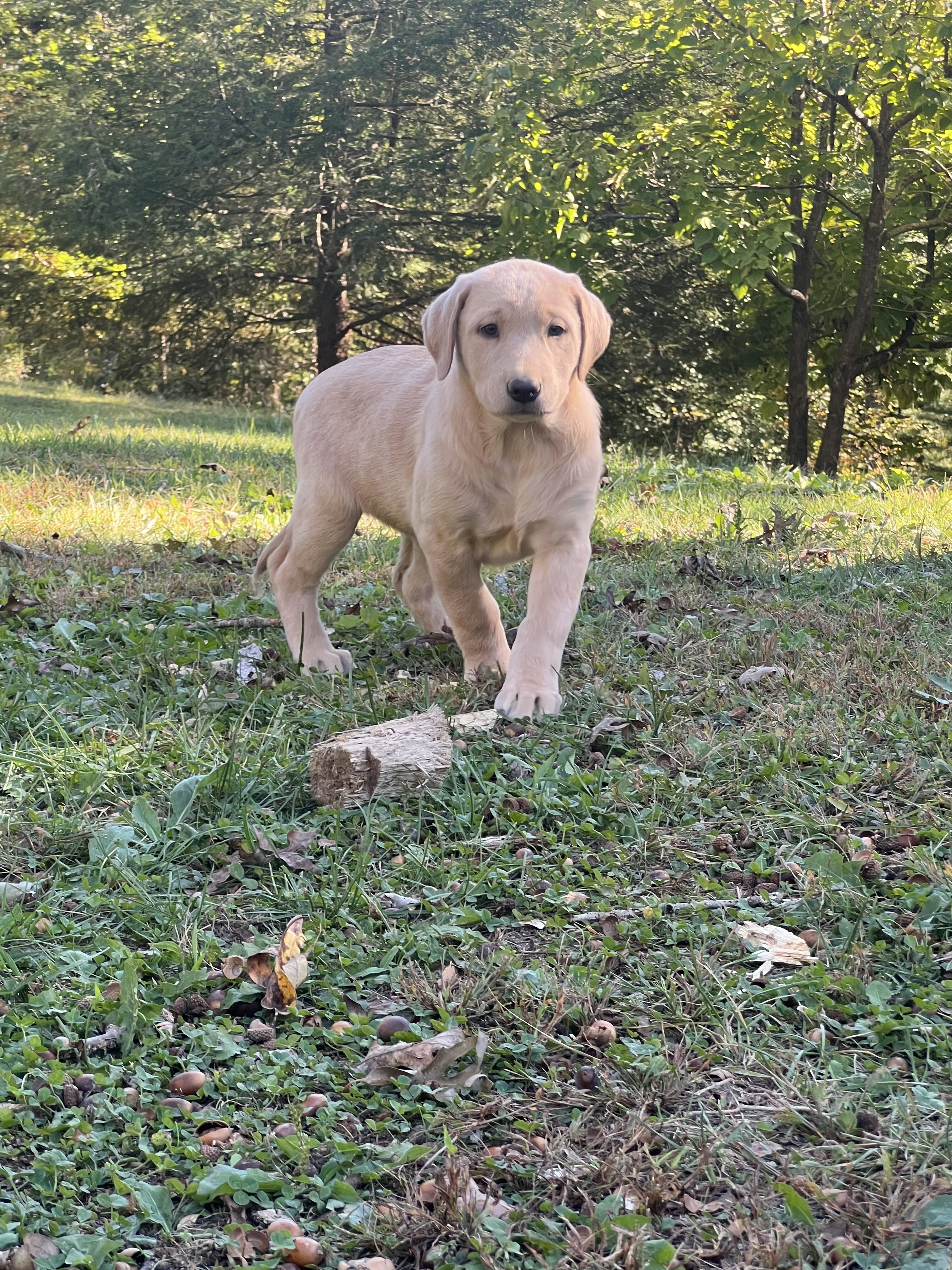 AKC Labrador Retriever image 3