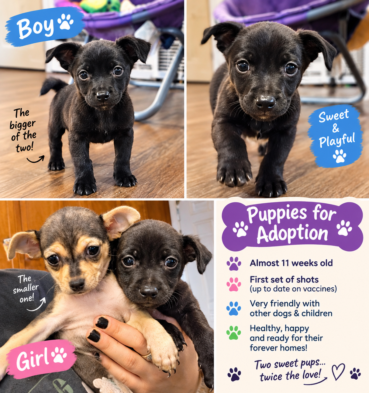 Puppies image 1