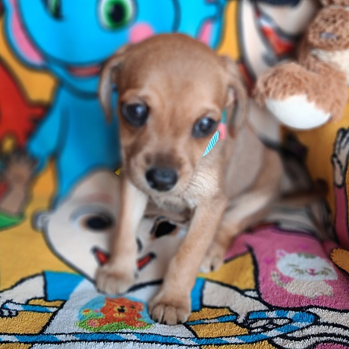 Phoebe image 3