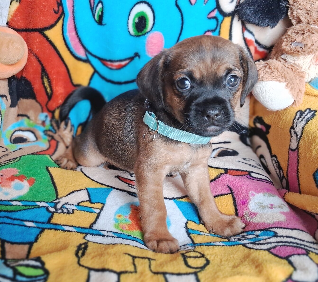 Timmy image 3